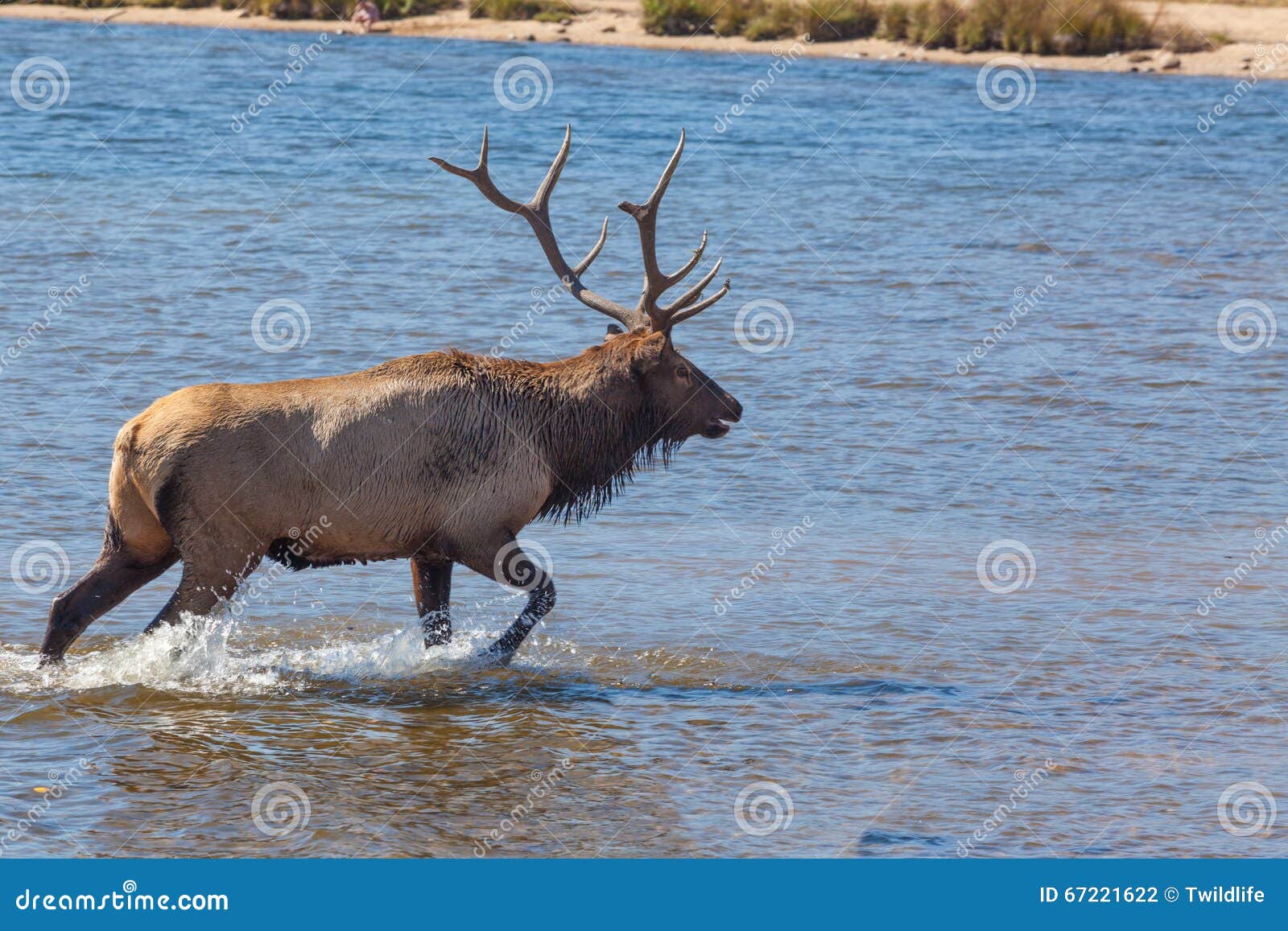 StierElche, Die in See Gehen Stockfoto Bild von kolorado, nave 67221622