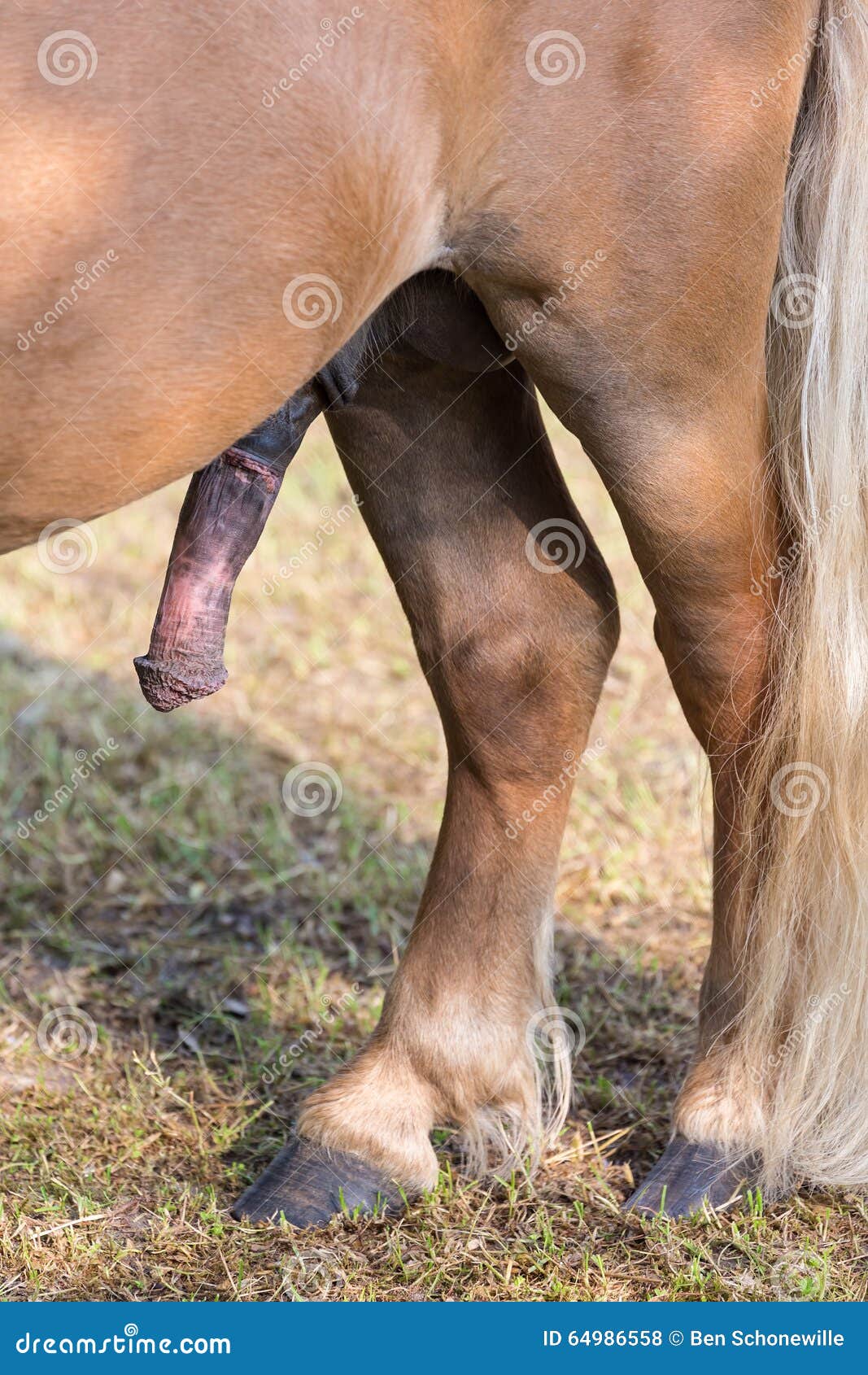 Horse cock erect