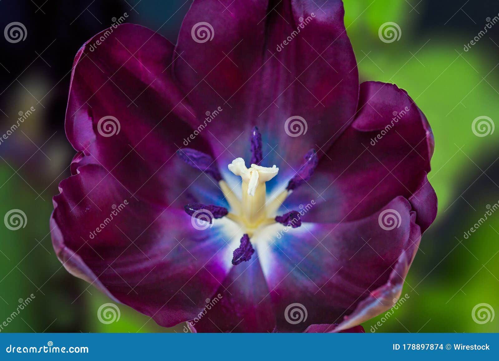 Stigma, Petals and Anthers of a Black Tulip Stock Photo Image of