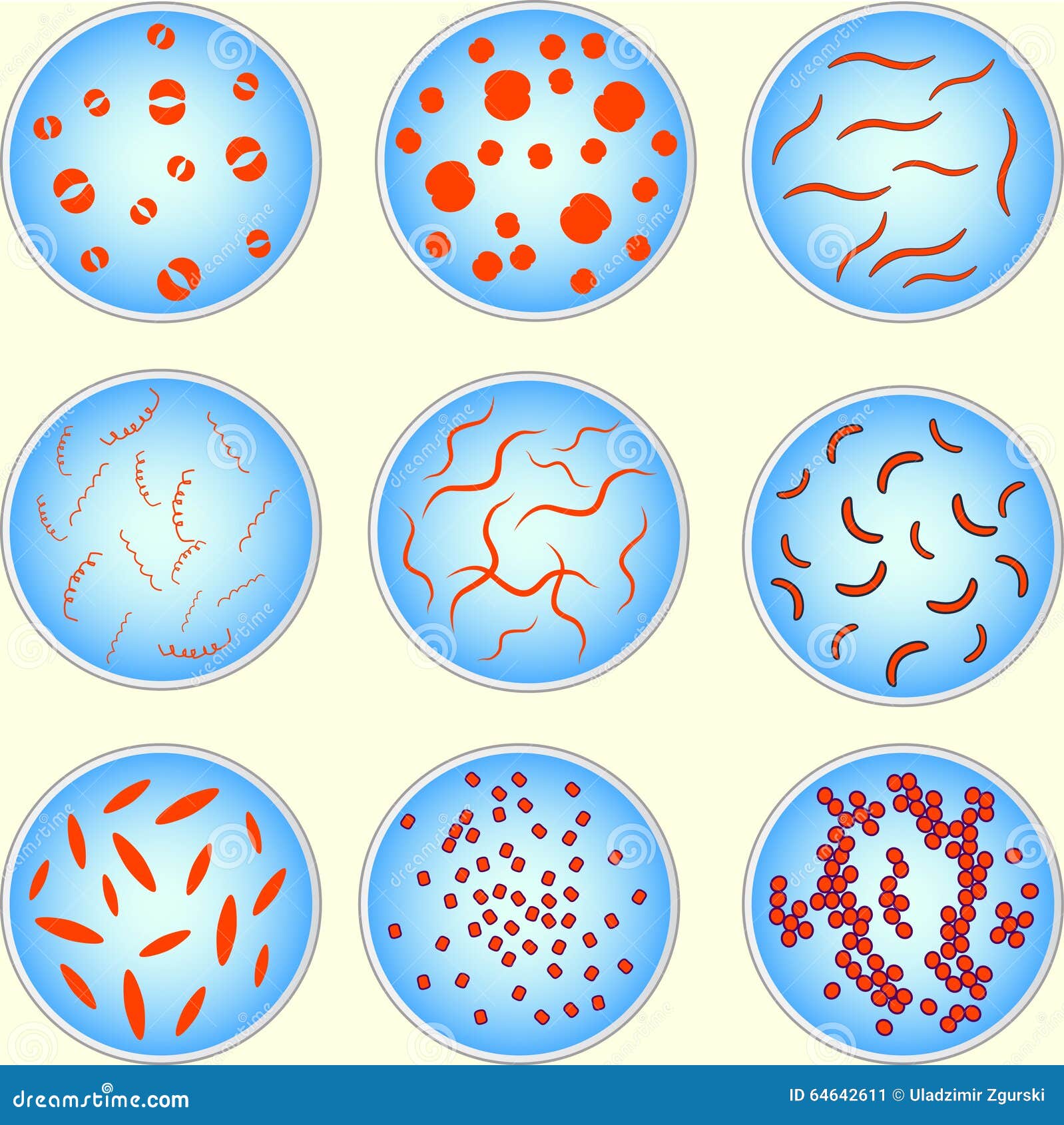 Бактерии округлой формы