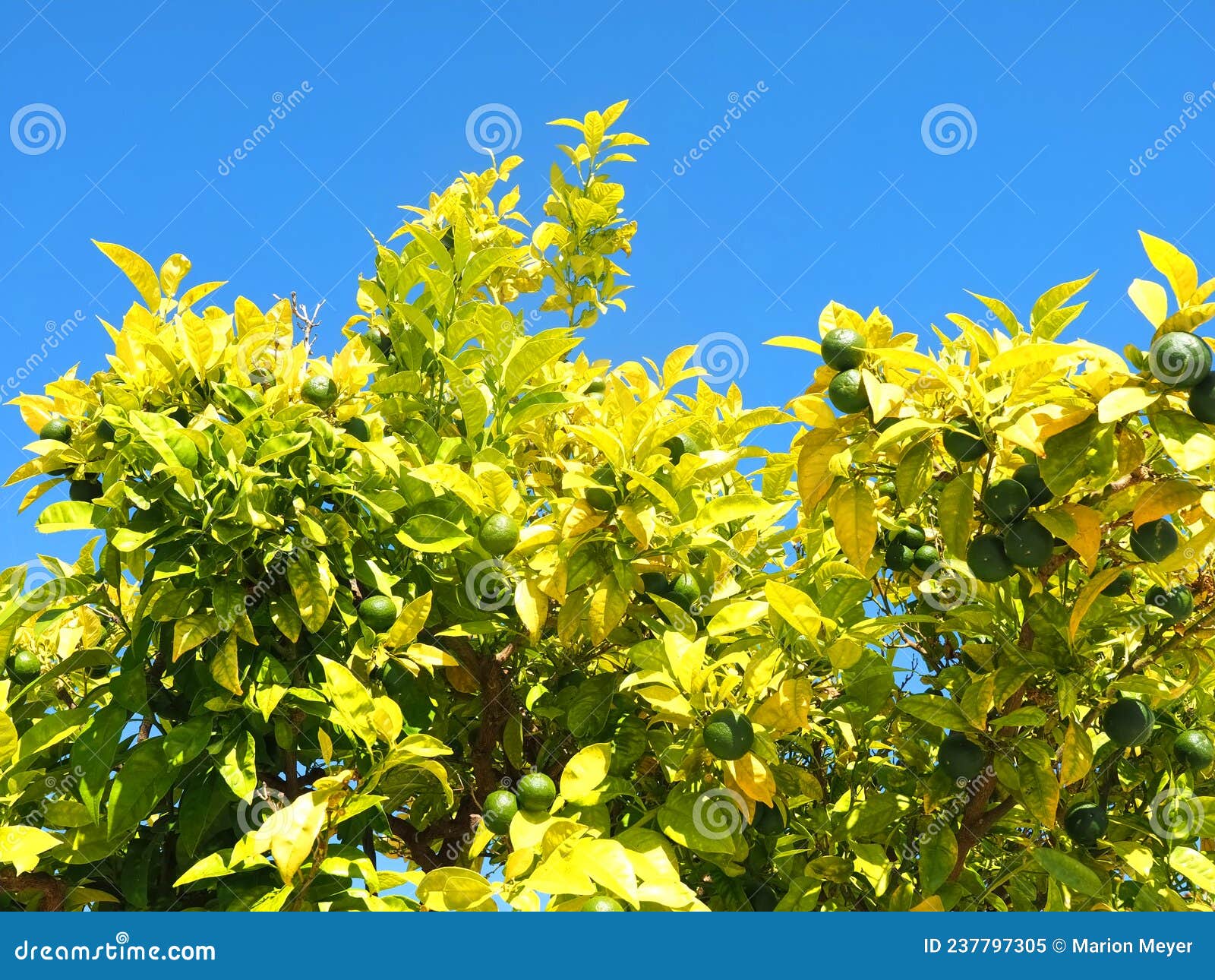 Oranges on an Orange Tree Ripe in the Sun, Still Green Stock Image