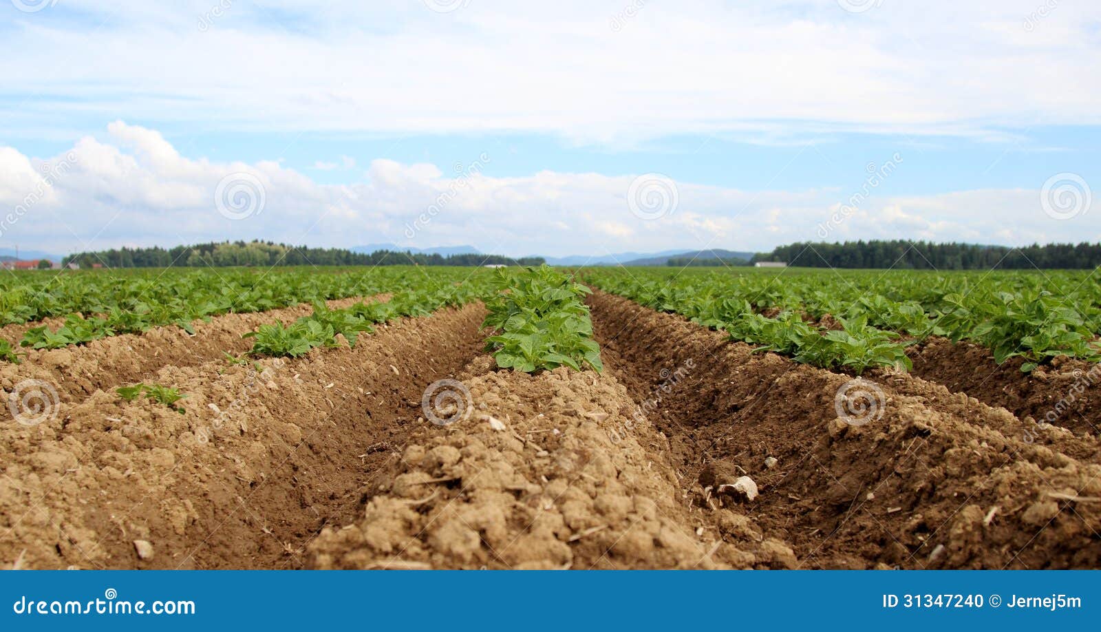 Still green potatoes stock photo. Image of industry, farm 31347240