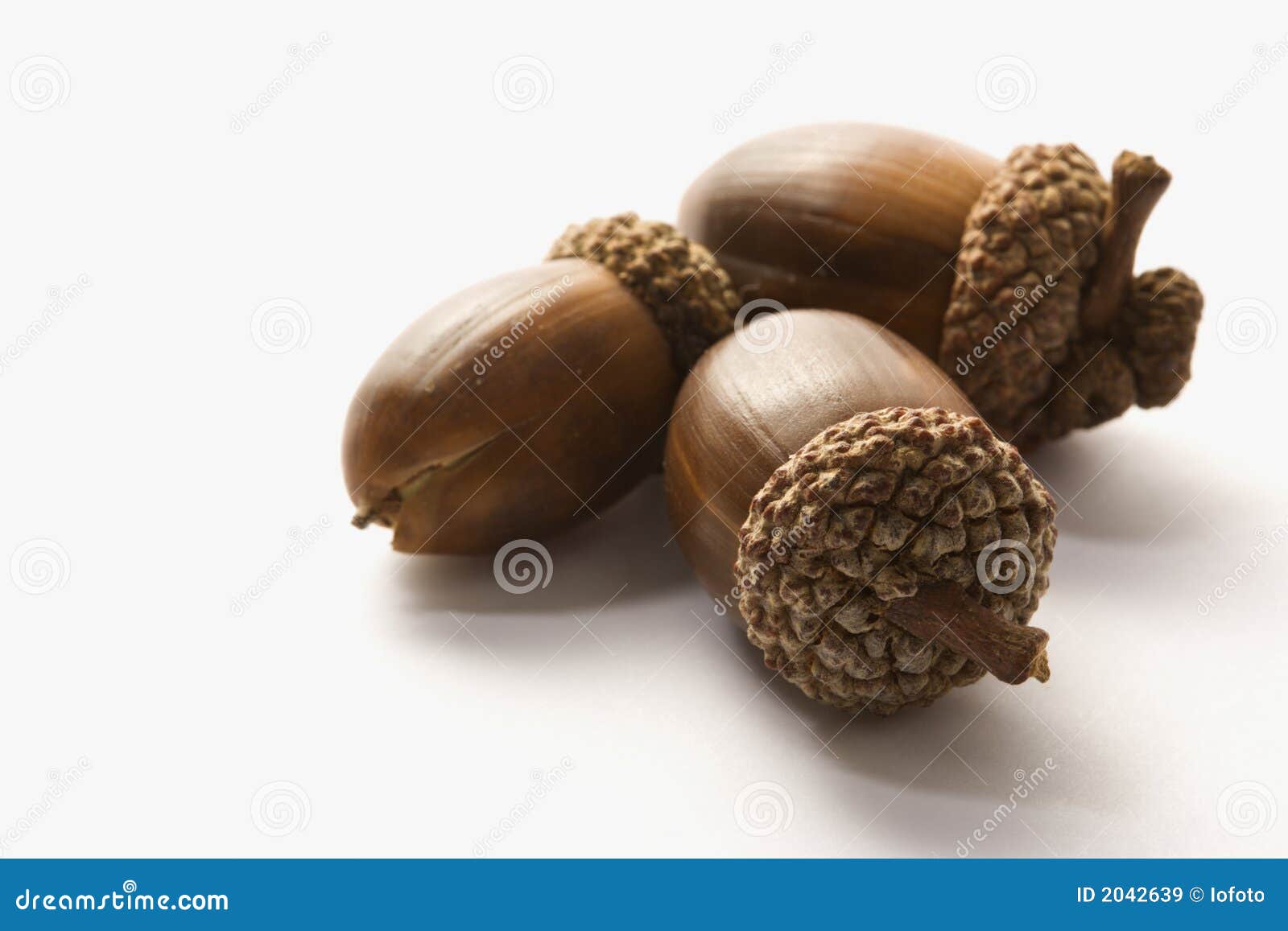 still life of acorns.
