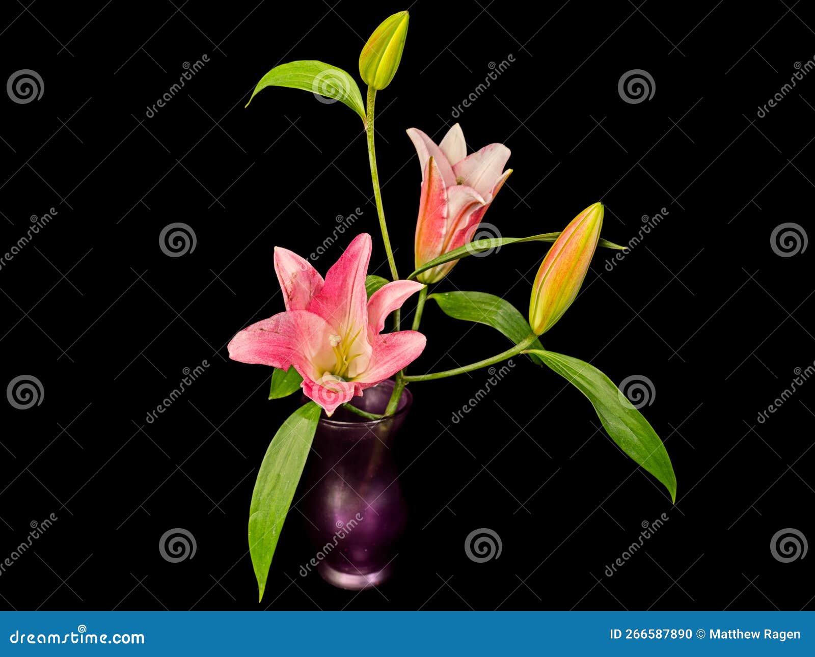 Still Life of Iris Flowers in Vase Stock Photo Image of vase