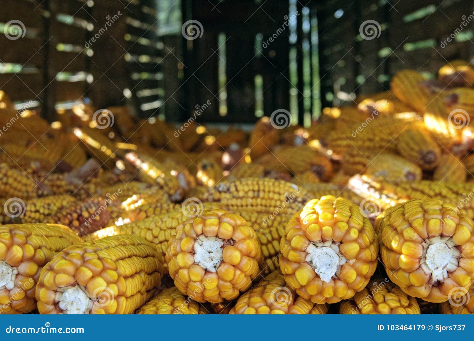still life of maize ears in horreo in galicia spain
