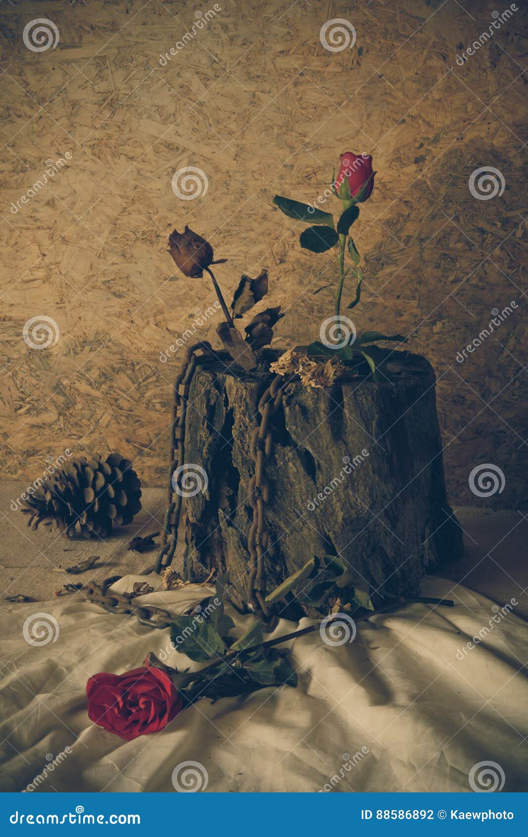 Still Life Metaphorical Roses . Stock Photo Image of bondage, backdrop 88586892