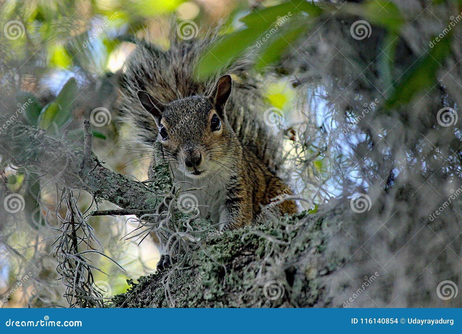 Still Staring Squirrel on Old Oak Tree Stock Photo Image of portrait