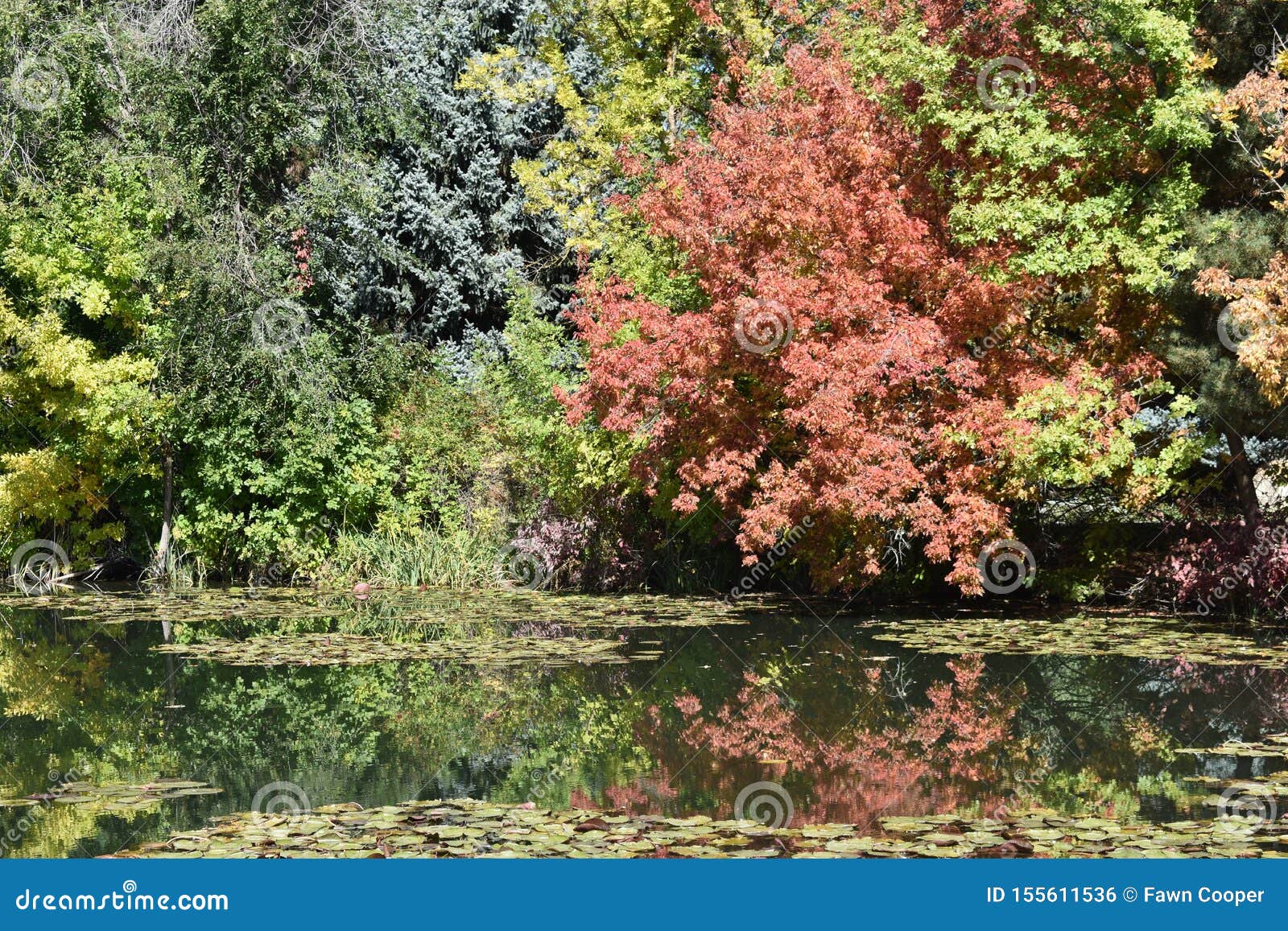 trees almost touching the still water that shows their reflection