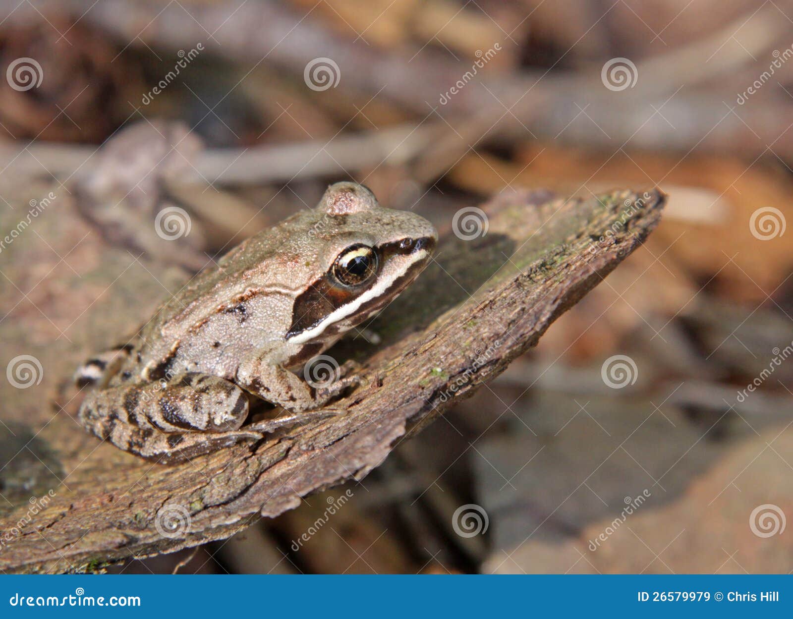 Still Wood Frog stock image. Image of nature, ontario 26579979