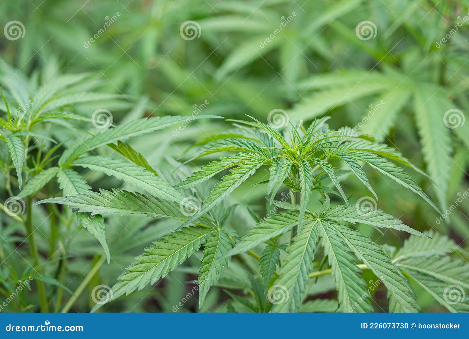 Stilllegung Von Cannabispflanzen Auf Einer Marihuana-Farm Im