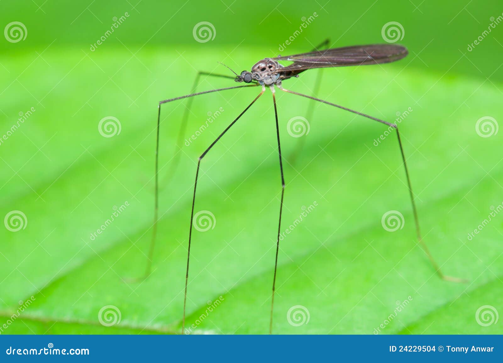 Stilt Legged Flies stock photo. Image of stilt, long 24229504