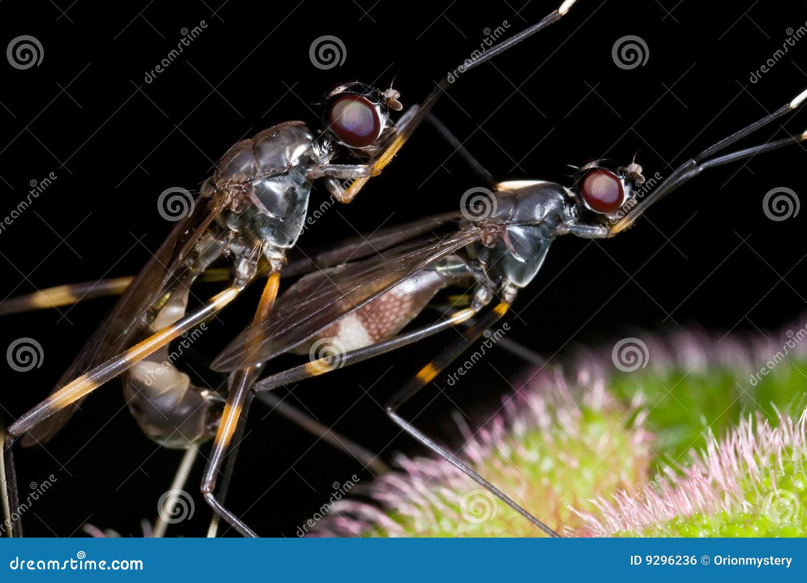 Stilt legged fly mating stock photo. Image of grey, wing 9296236