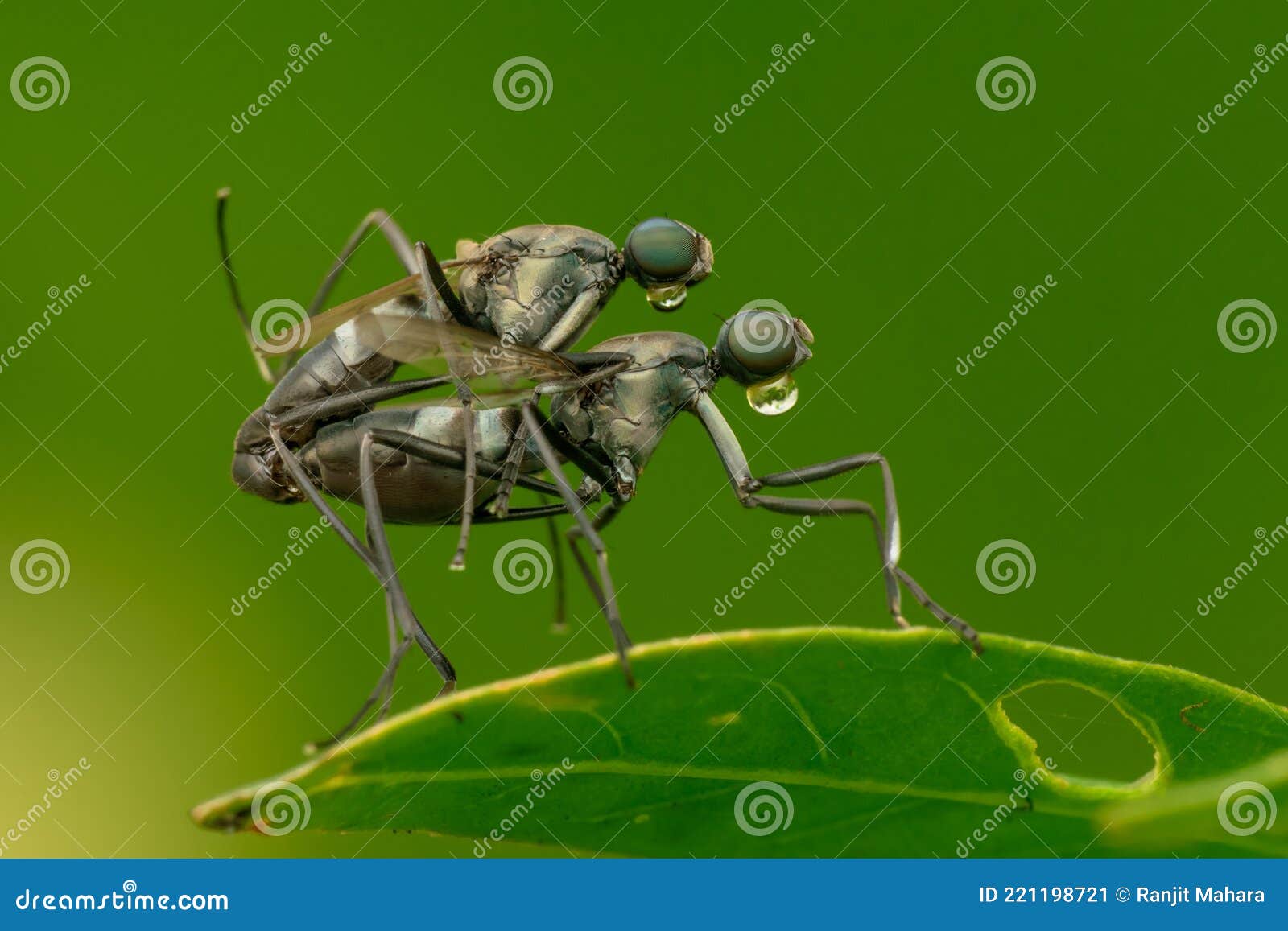 Stilt legged fly Mating. stock image. Image of green 221198721