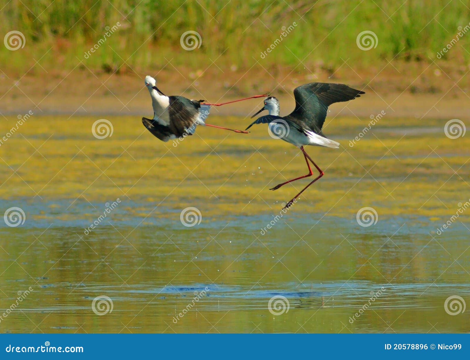 Stilts fighting stock photo. Image of nature, biology 20578896