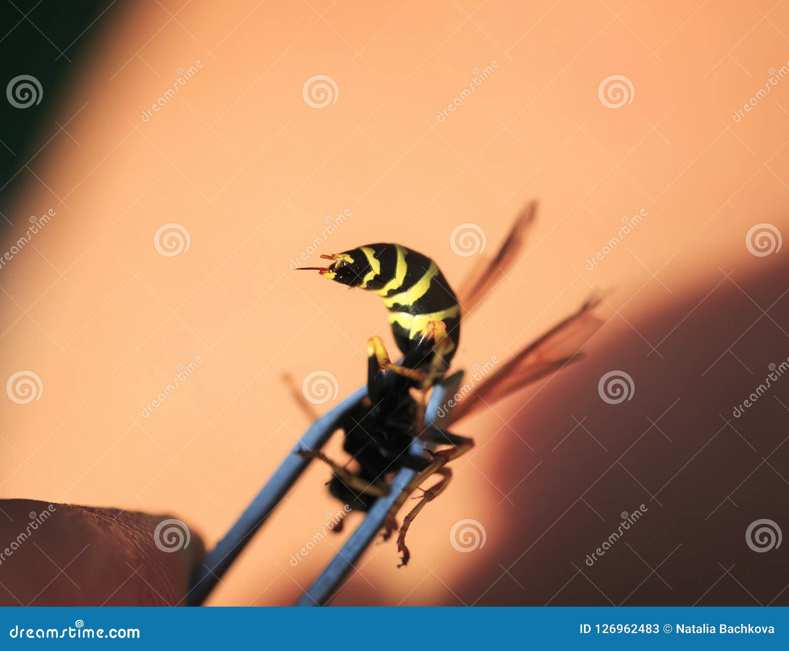 sting dangerous wasp trapped in a metal crimper bit