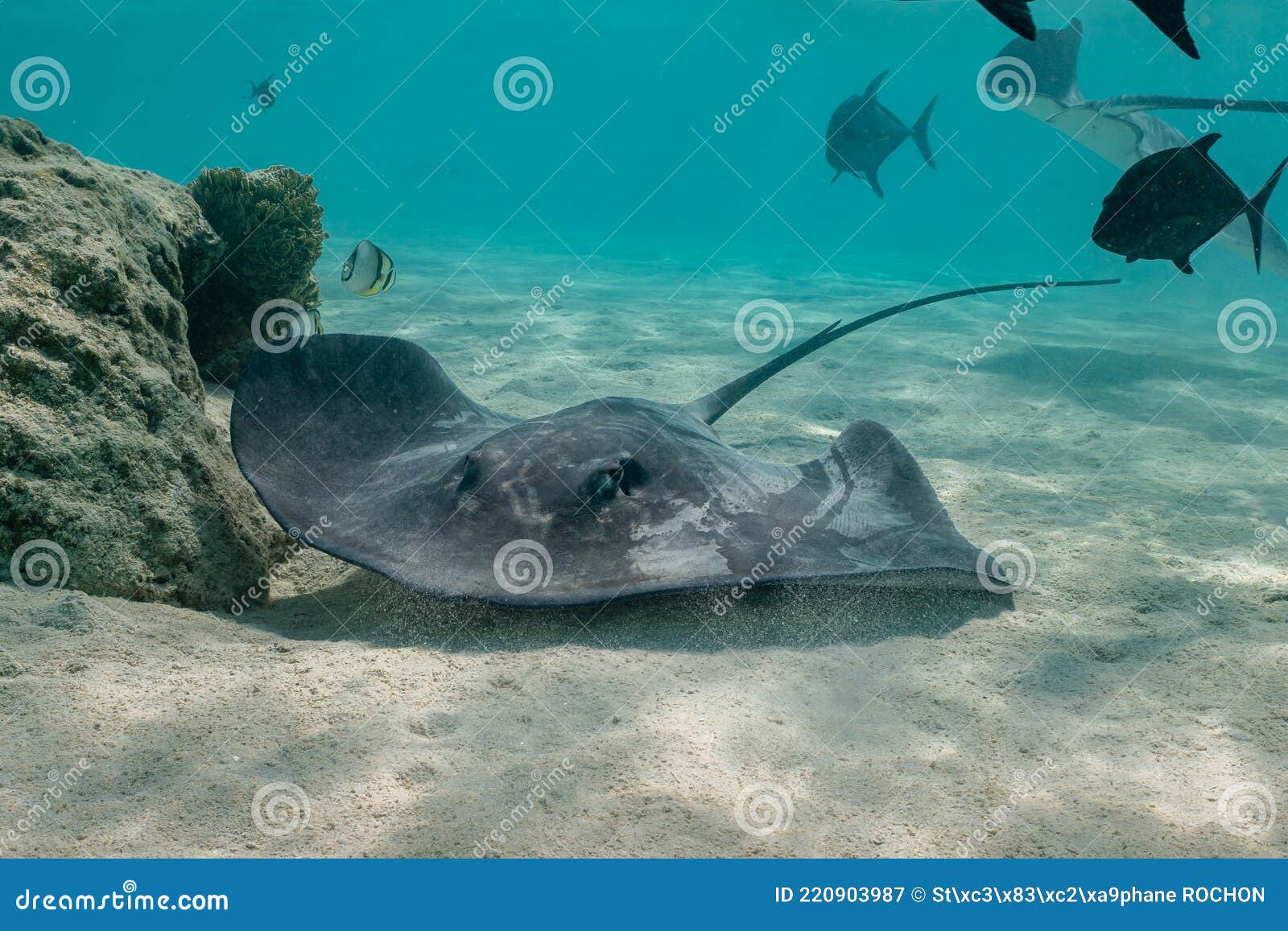 sting ray in the shallow water