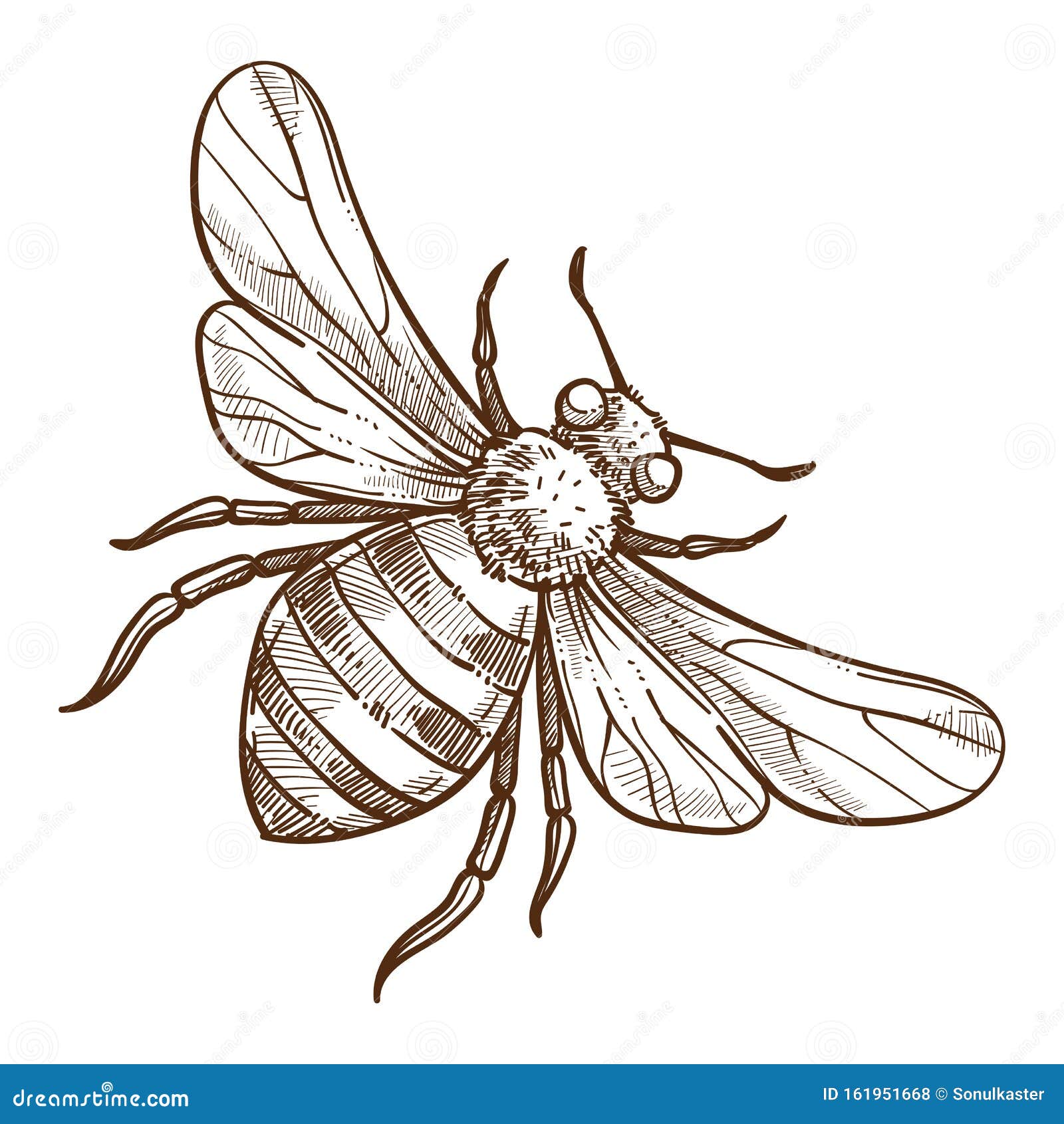 Lady Bug Sketch Vector Images over 270