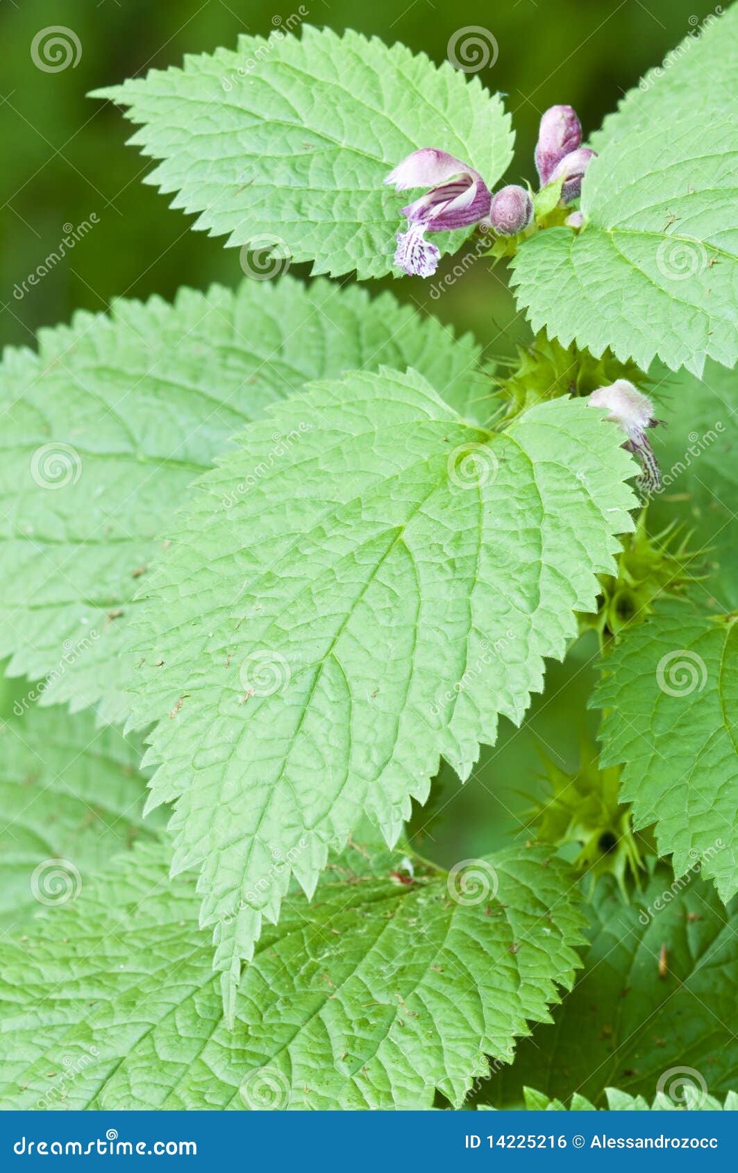 Stinging nettle flowers and leaves