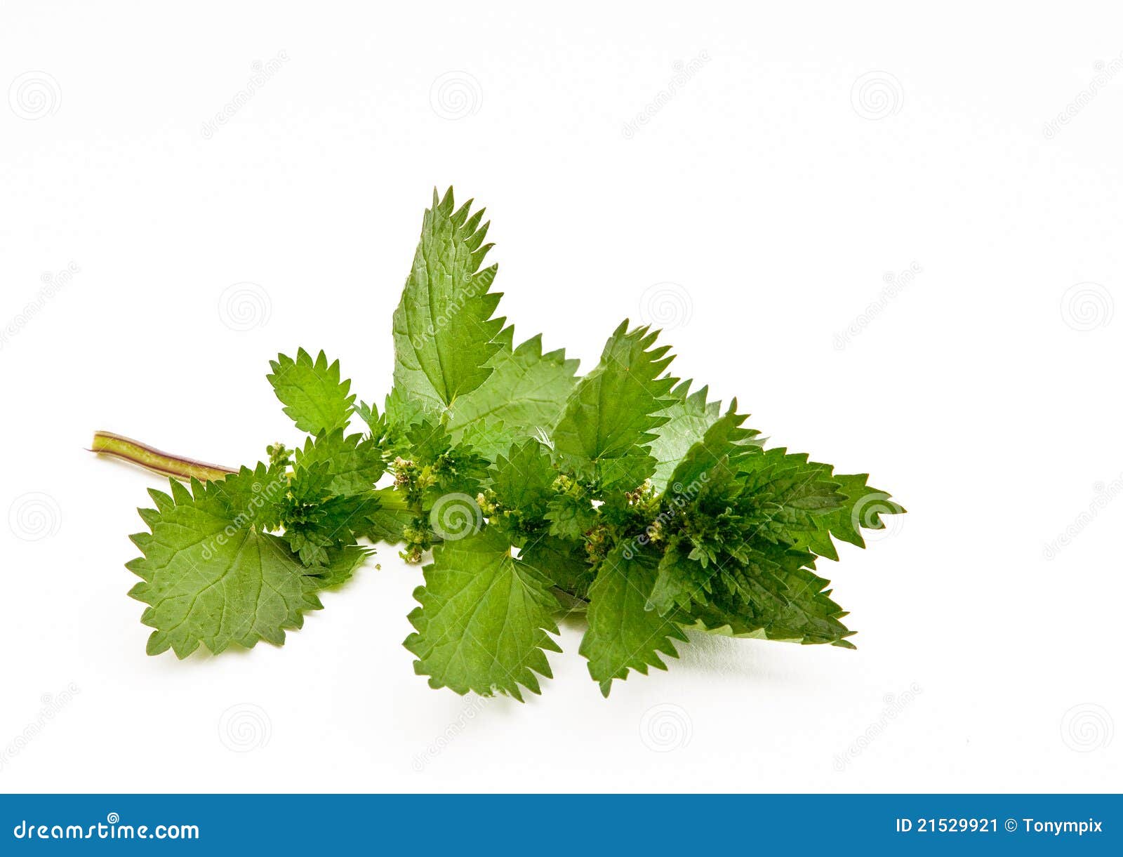 Stinging nettle isolated stock image. Image of leaves - 21529921