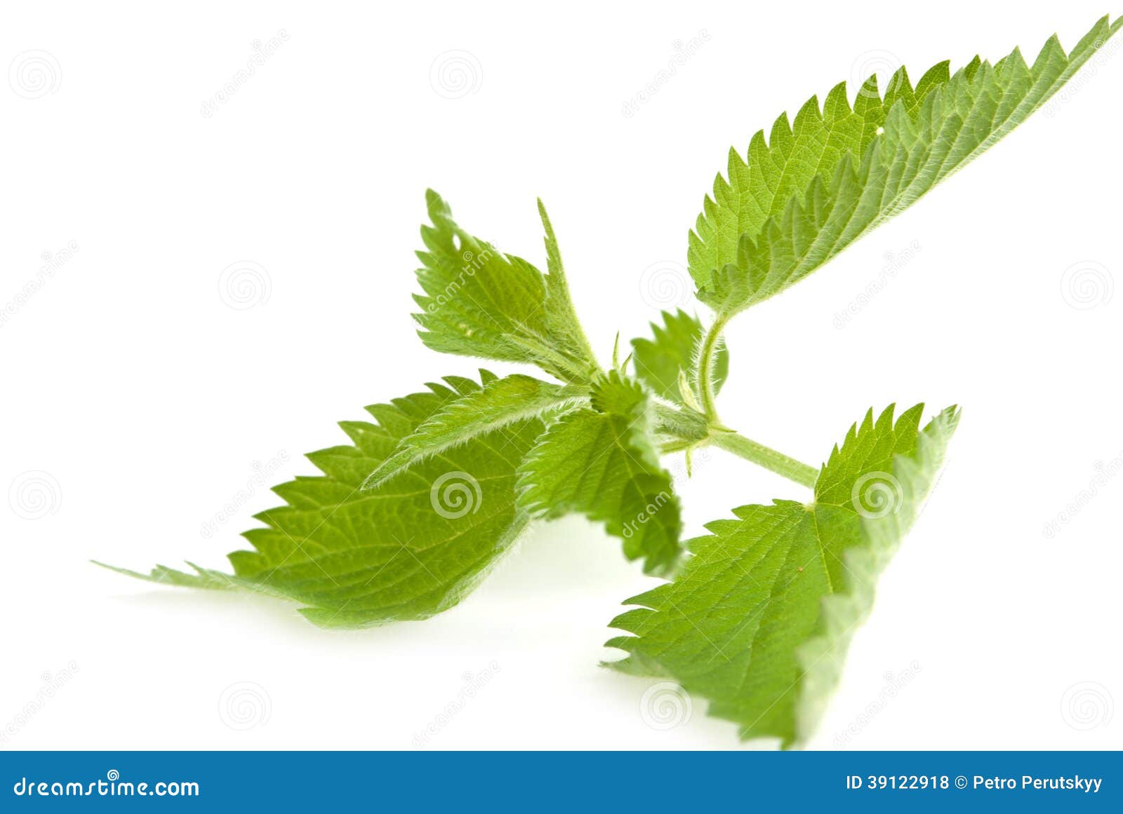Stinging nettle stock photo. Image of herb, stinging - 39122918