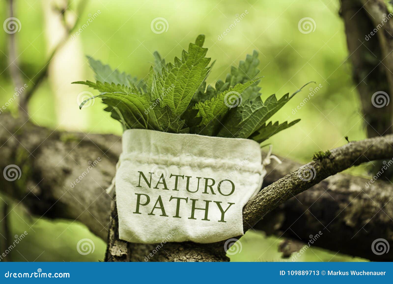 stinging nettle with the word naturopathy