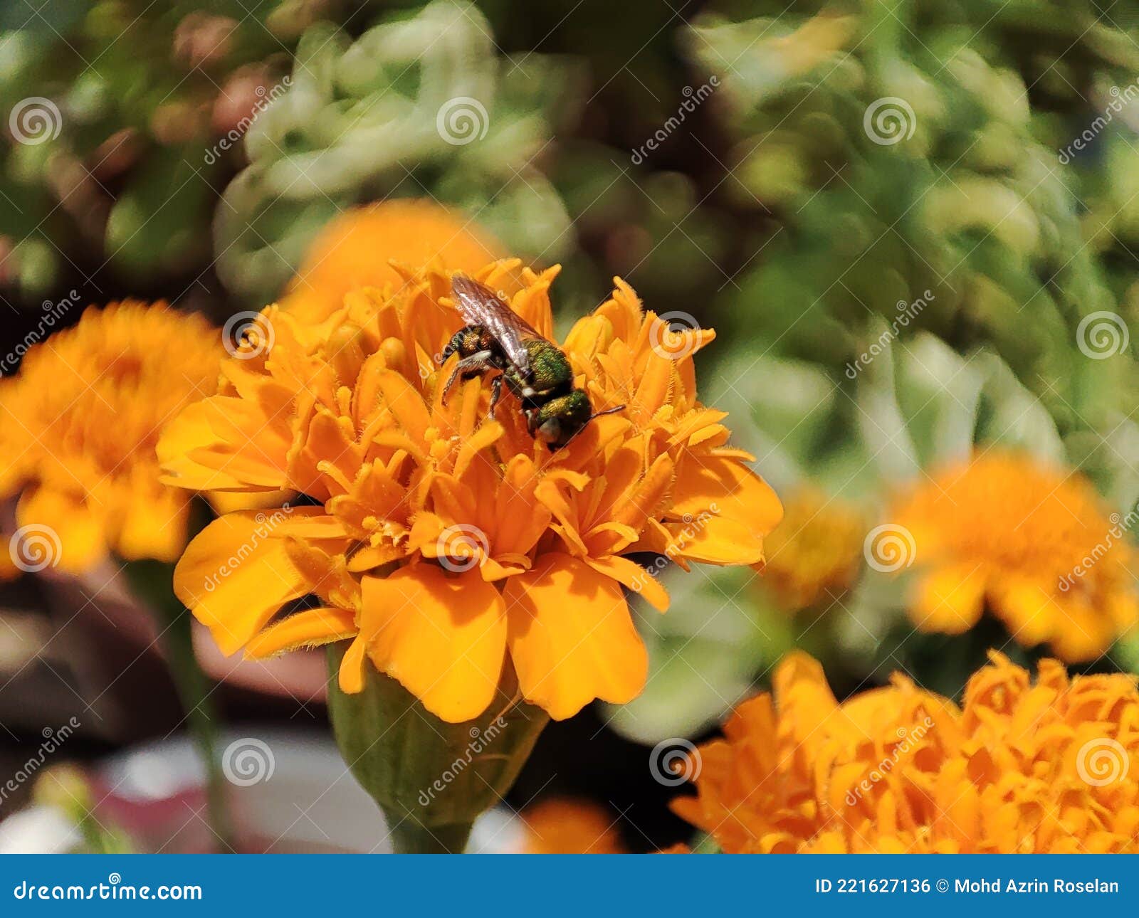 Stingless Bee Collect Honey on Flower Stock Photo Image of honey
