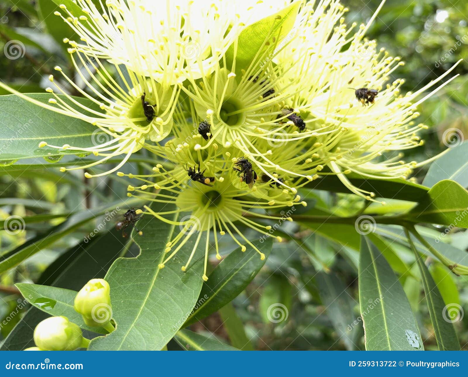 Stingless Bees on Xanthostemon Chrysanthus Collecting Nectar and Pollen