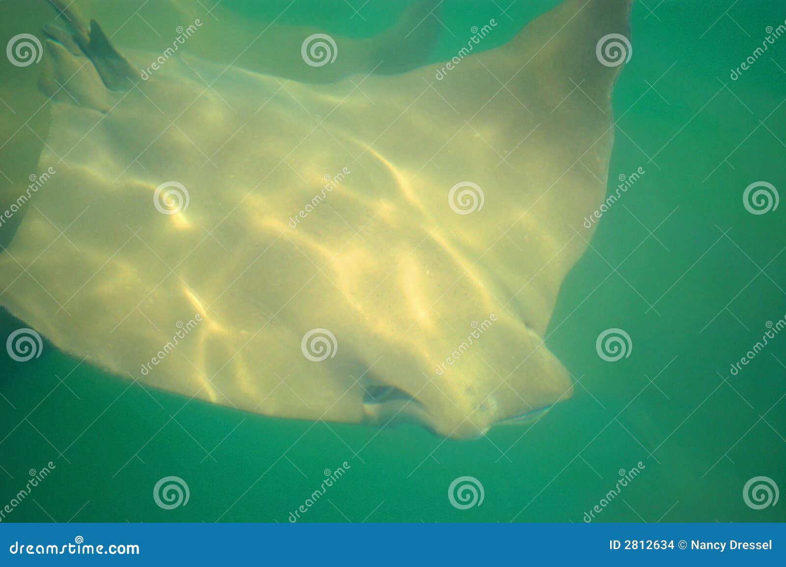 Stingray stock photo. Image of fishing, snorkeling, holiday 2812634