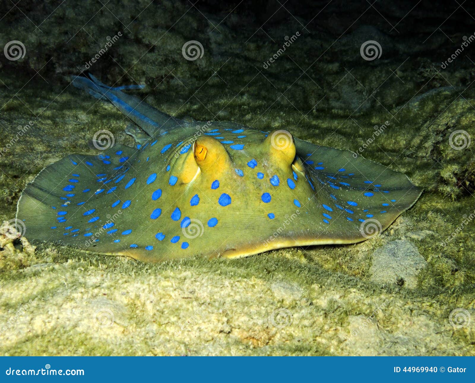 Stingray. Bluespotted-ribbontail Strahl (Taeniura-lymma) versteckt sich unter Korallen auf sandigem Meeresgrund