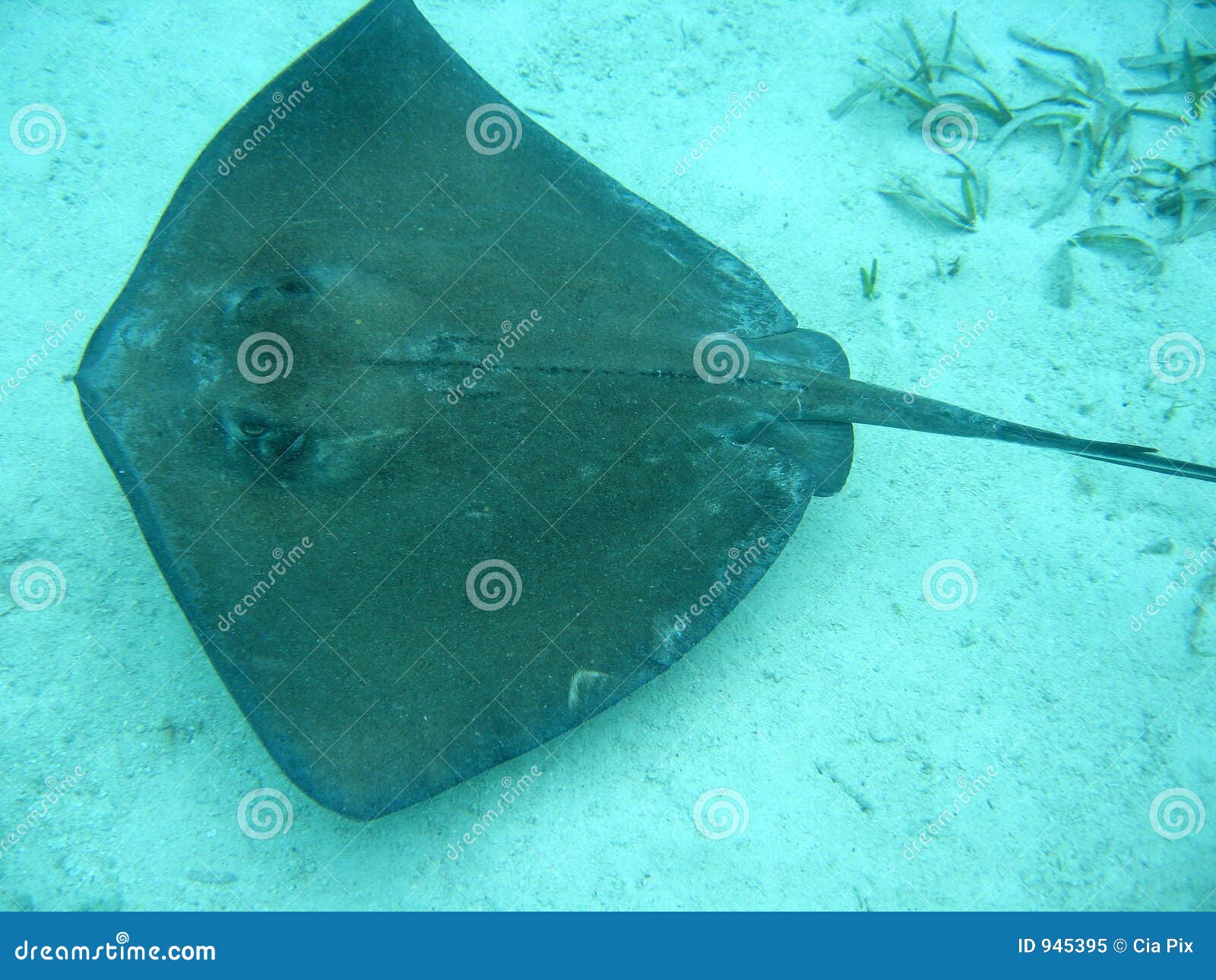 stingray in belize central america