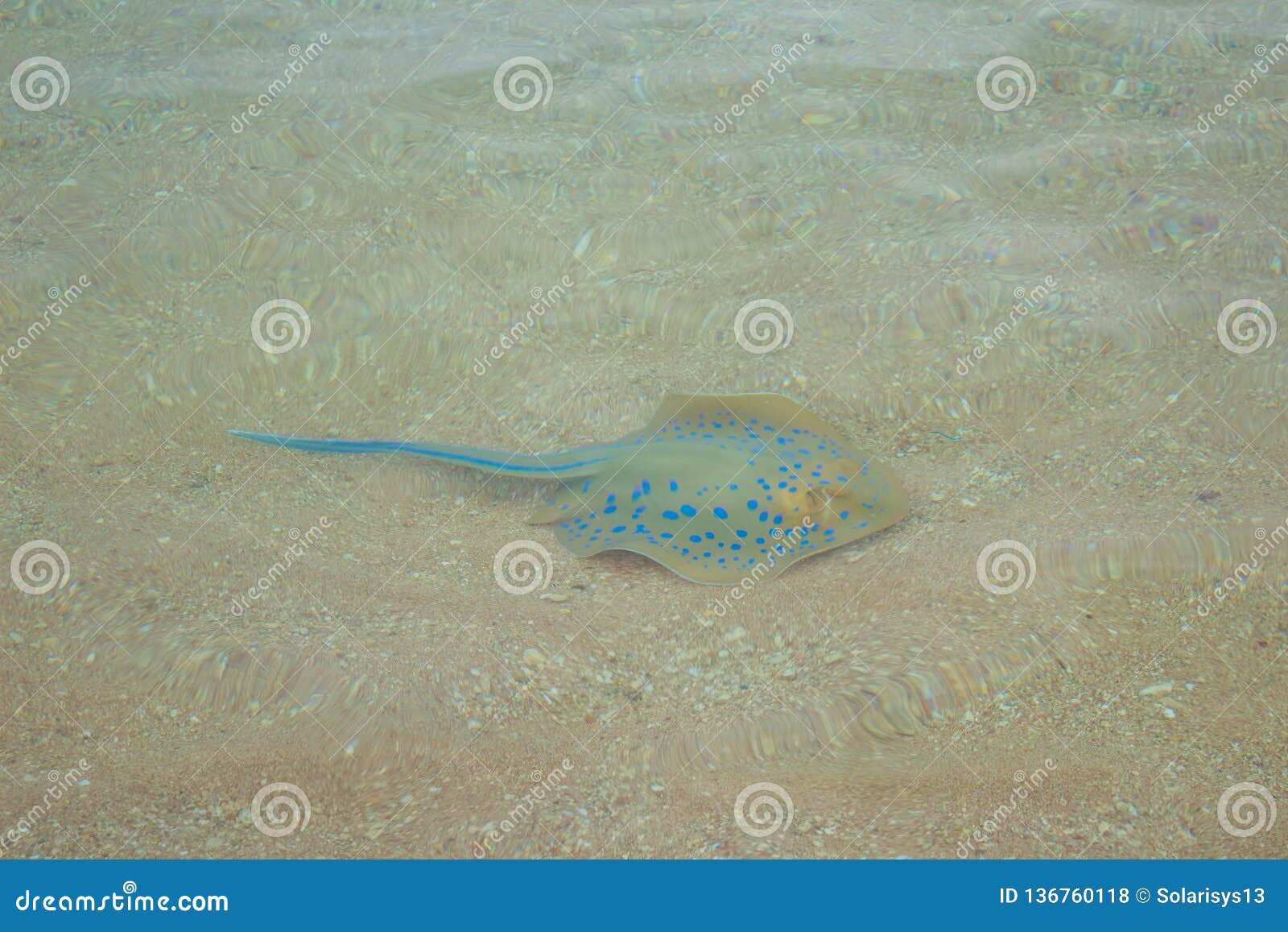 Stingray Fish Swimming in the Shallow Sea Water. Stock Photo Biology Diagrams