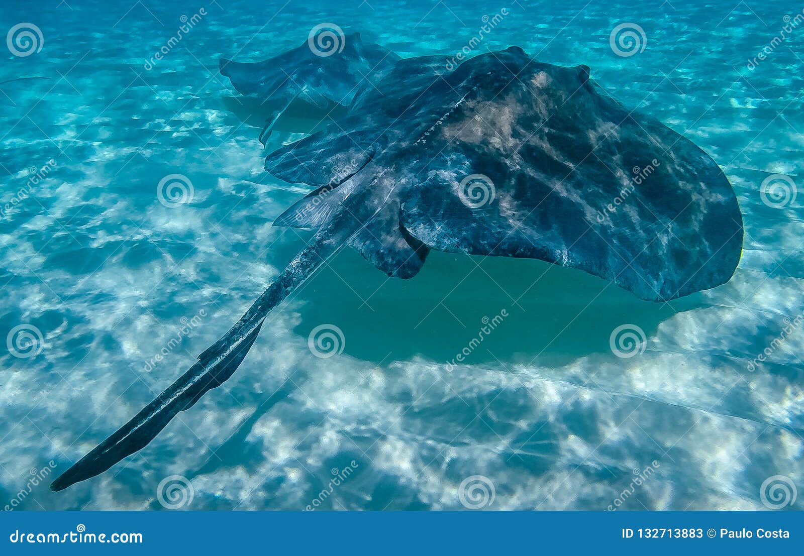 stingray in the grand cayman, cayman islands
