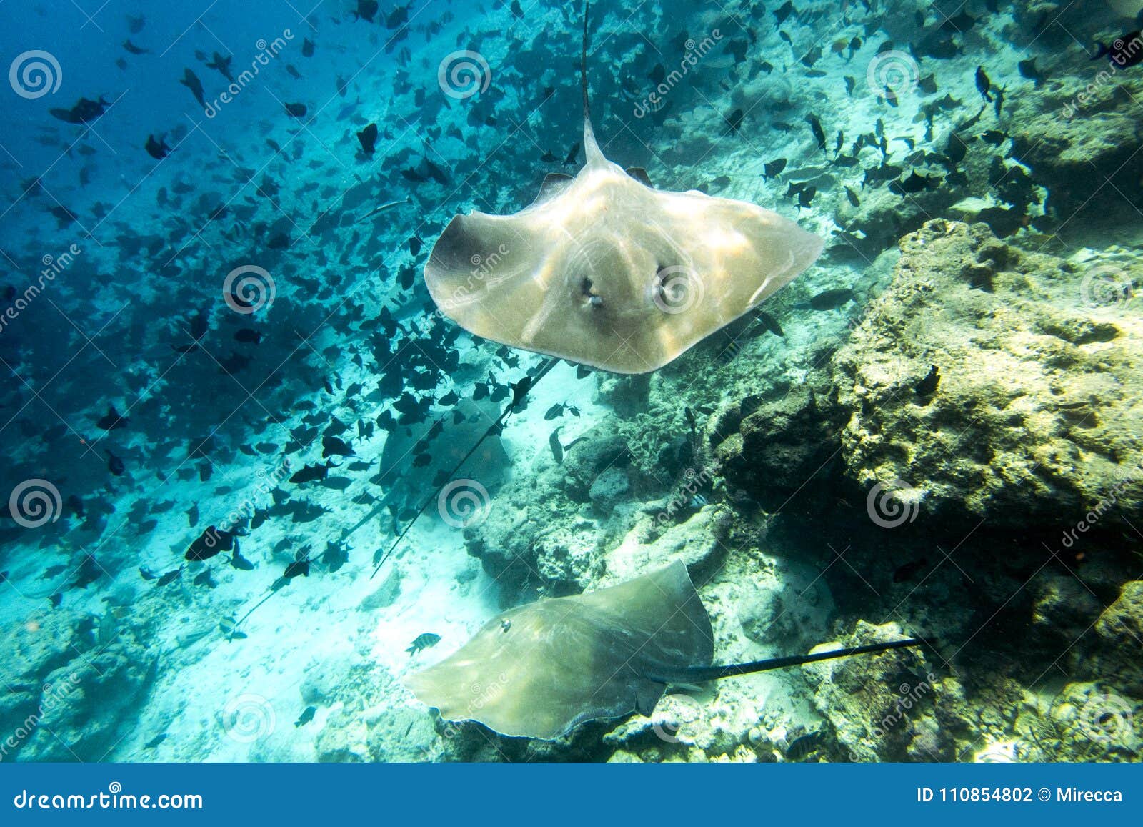 A Stingray Lies in Clear Shallow Waters in the Maldives Stock Photo ... Biology Diagrams