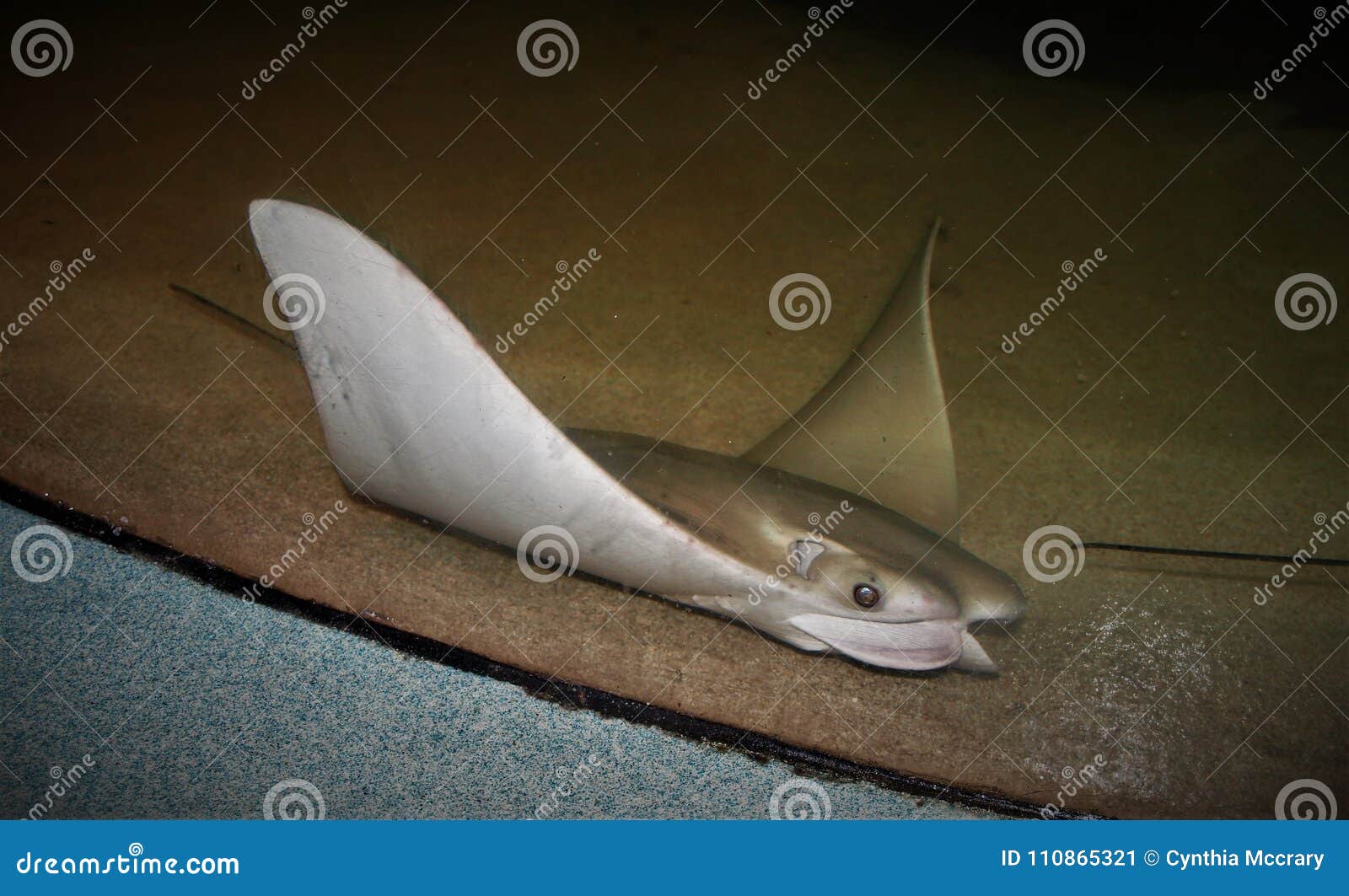 Stingray At The North Carolina Aquarium On Roanoke Island Stock Image Image Of North Stingray 110865321
