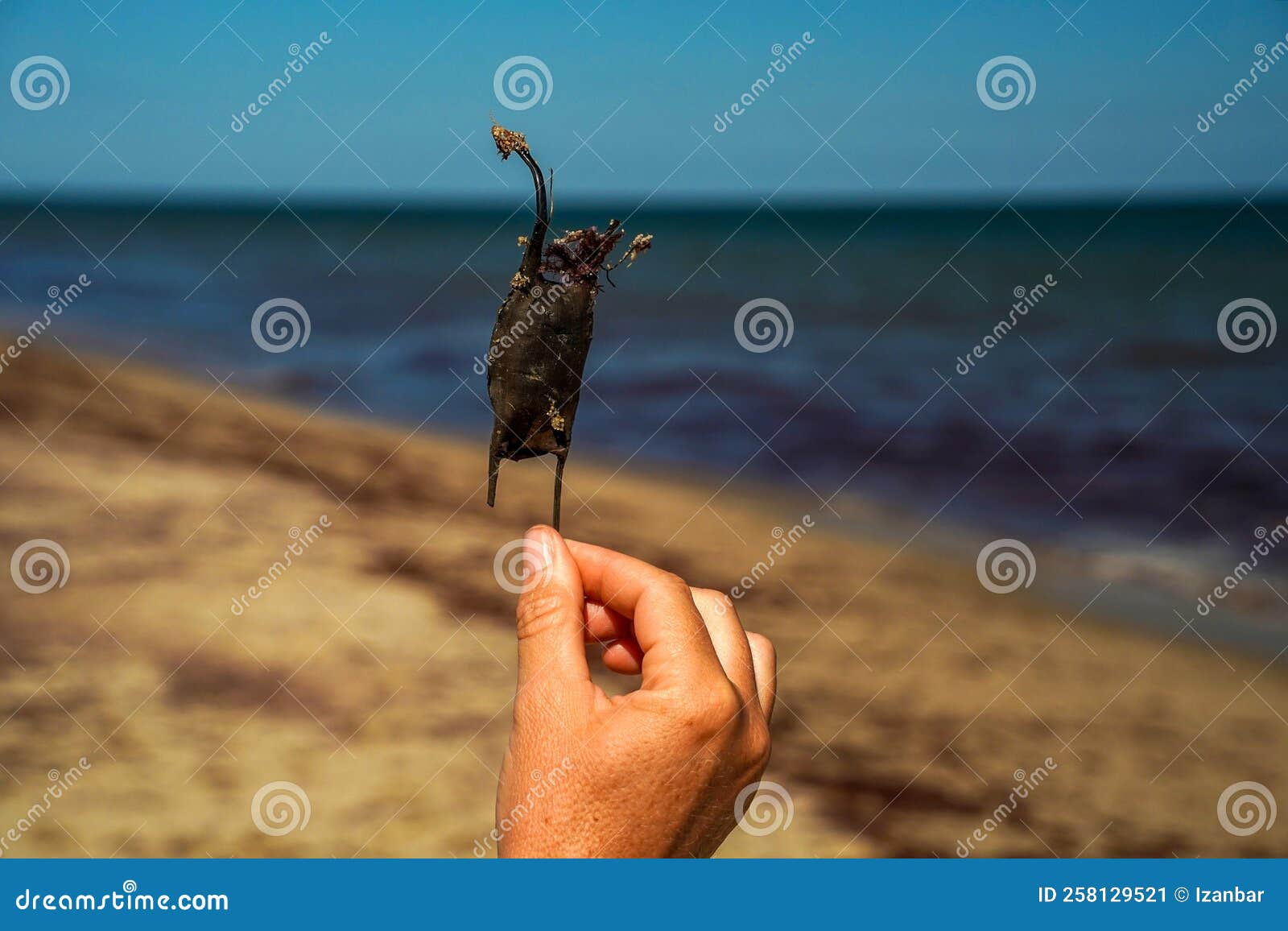 stingray shark egg on atlantic ocean shore