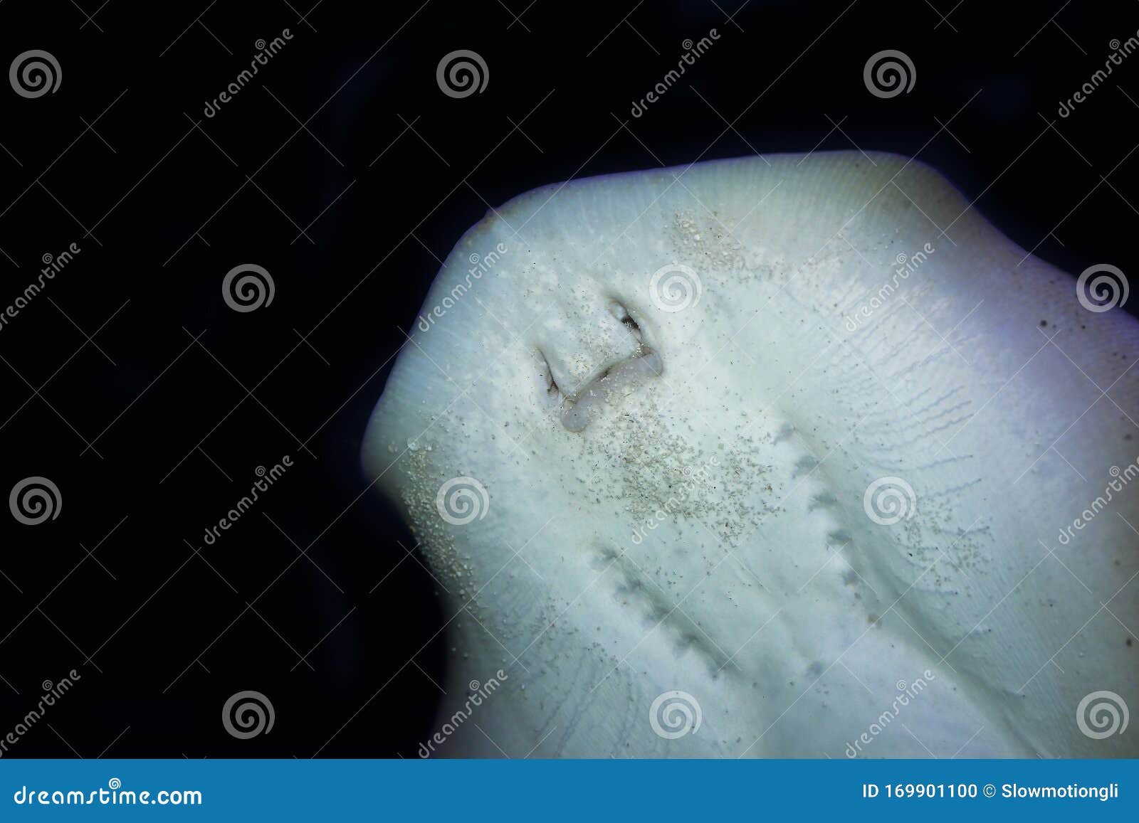 Raie Pastenague Urolophus Jamaicensis Stock Photo Image Of Fish Aquatic