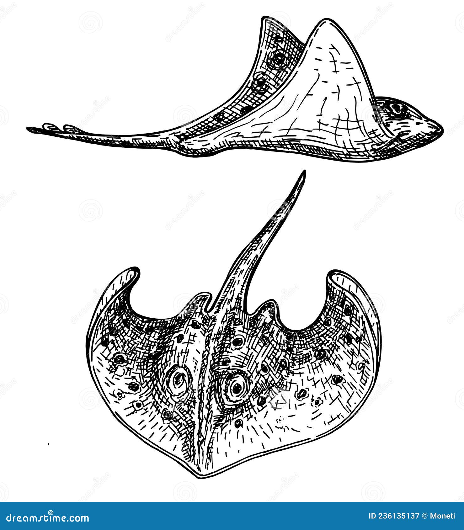 Stingray. Vector Two Stingrays in Sketch Style in Different Angles Side