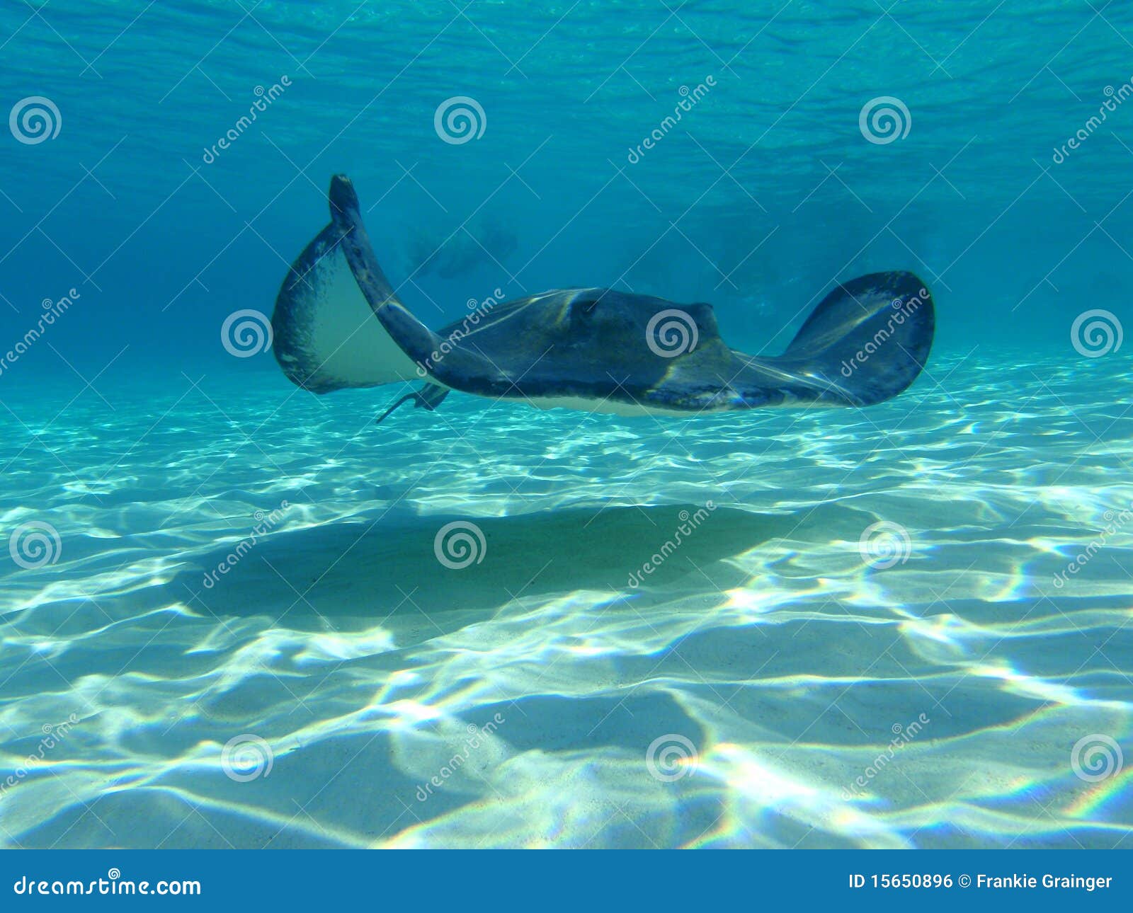 Stingray летания. солнечность stingray sandbar летания Кеймана накаляя грандиозная прошлая