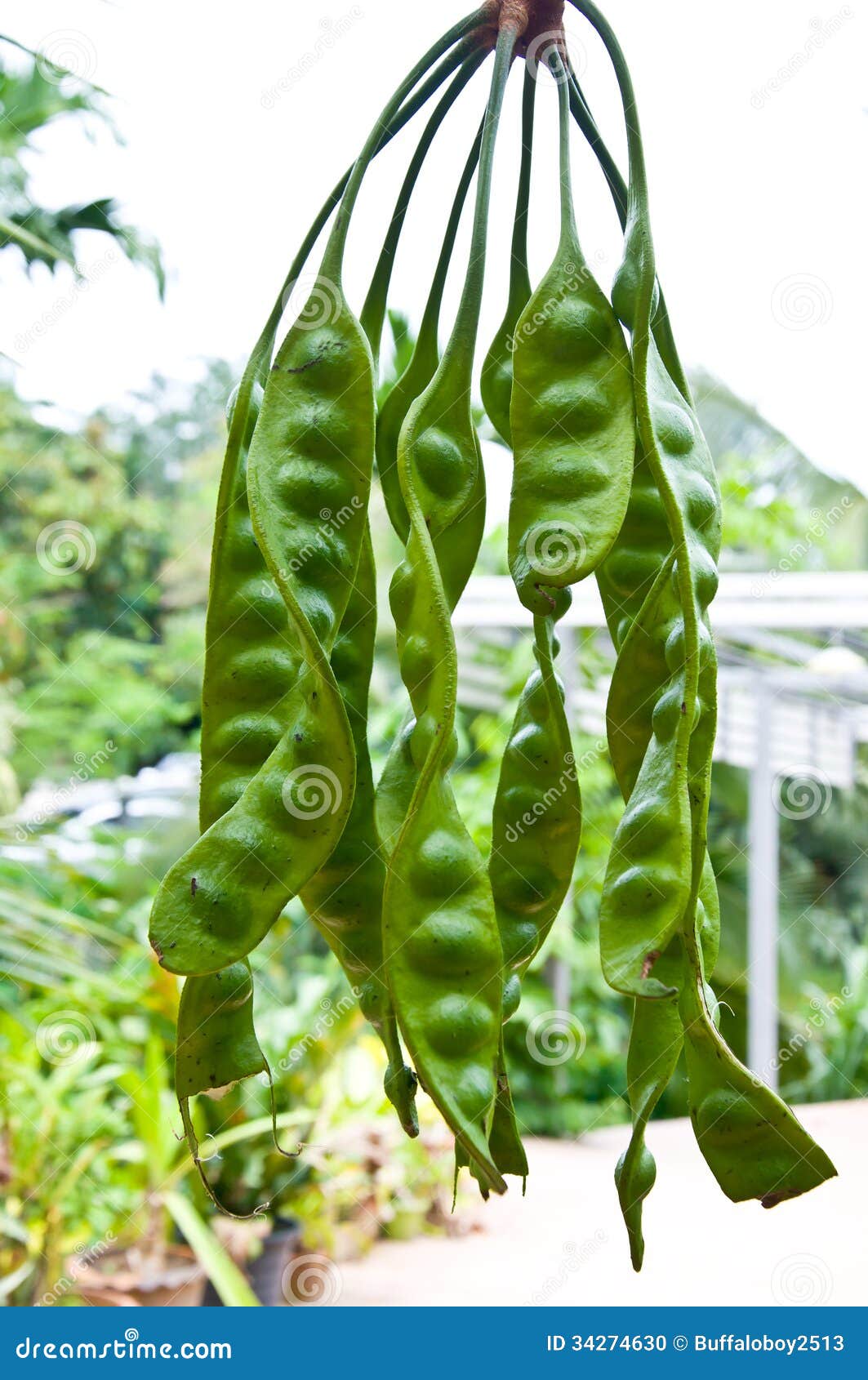 Stink bean stock photo. Image of fruit, plant, close 34274630