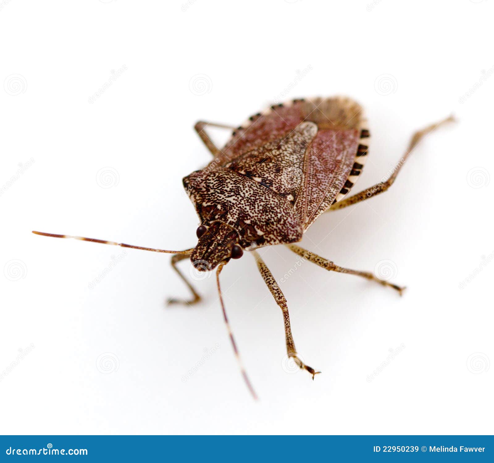 stink bug