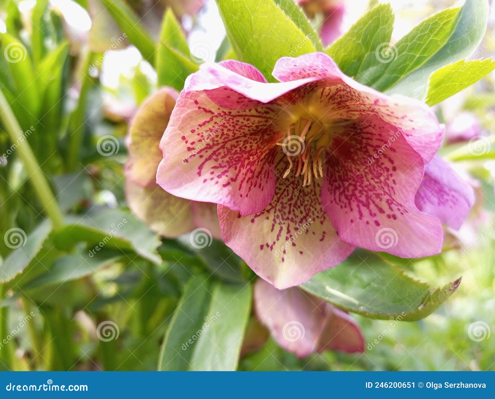Stinking Hellebore Flower. Poisonous but Beautiful Plant Stock Image