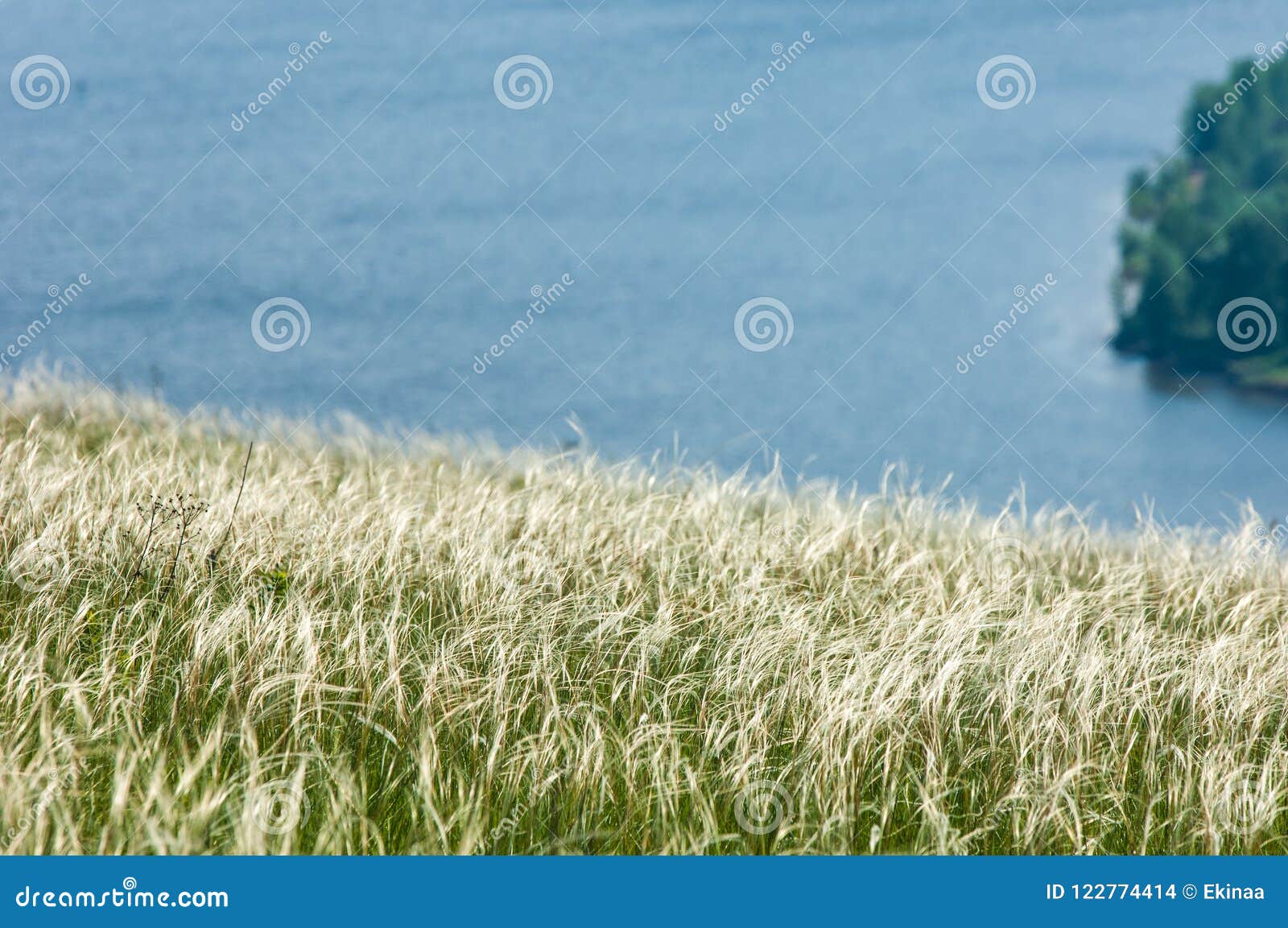 Stipa. stock photo. Image of nasella, field, nature 122774414