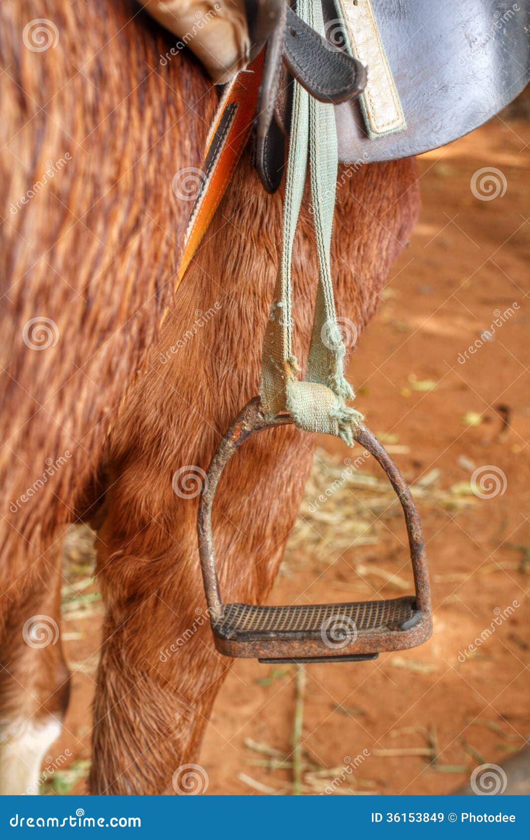 Stirrup on horse stock image. Image of portrait, gear 36153849