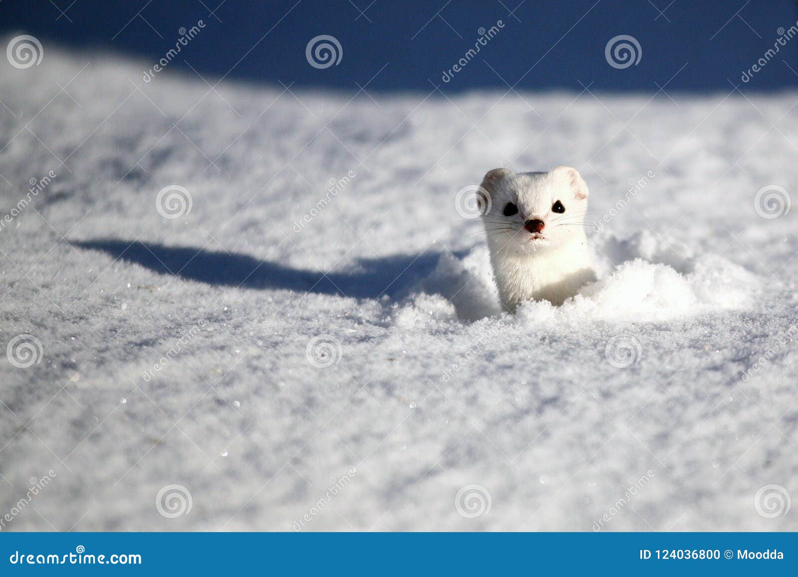 stoat mustela erminea also known as the short-tailed weasel