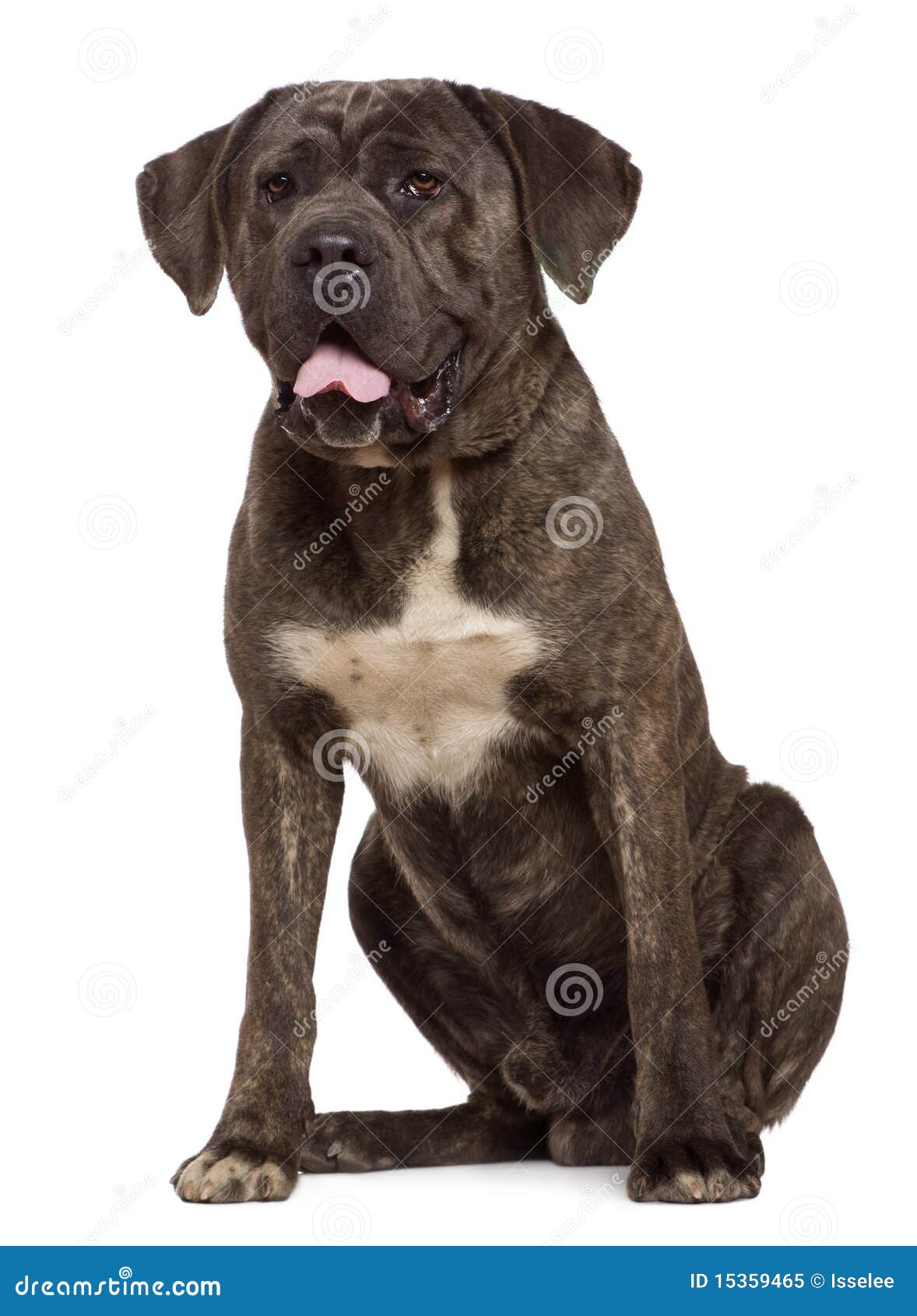 Stock Corso Hund, 13 Monate Alte, Sitzend Stockbild Bild von