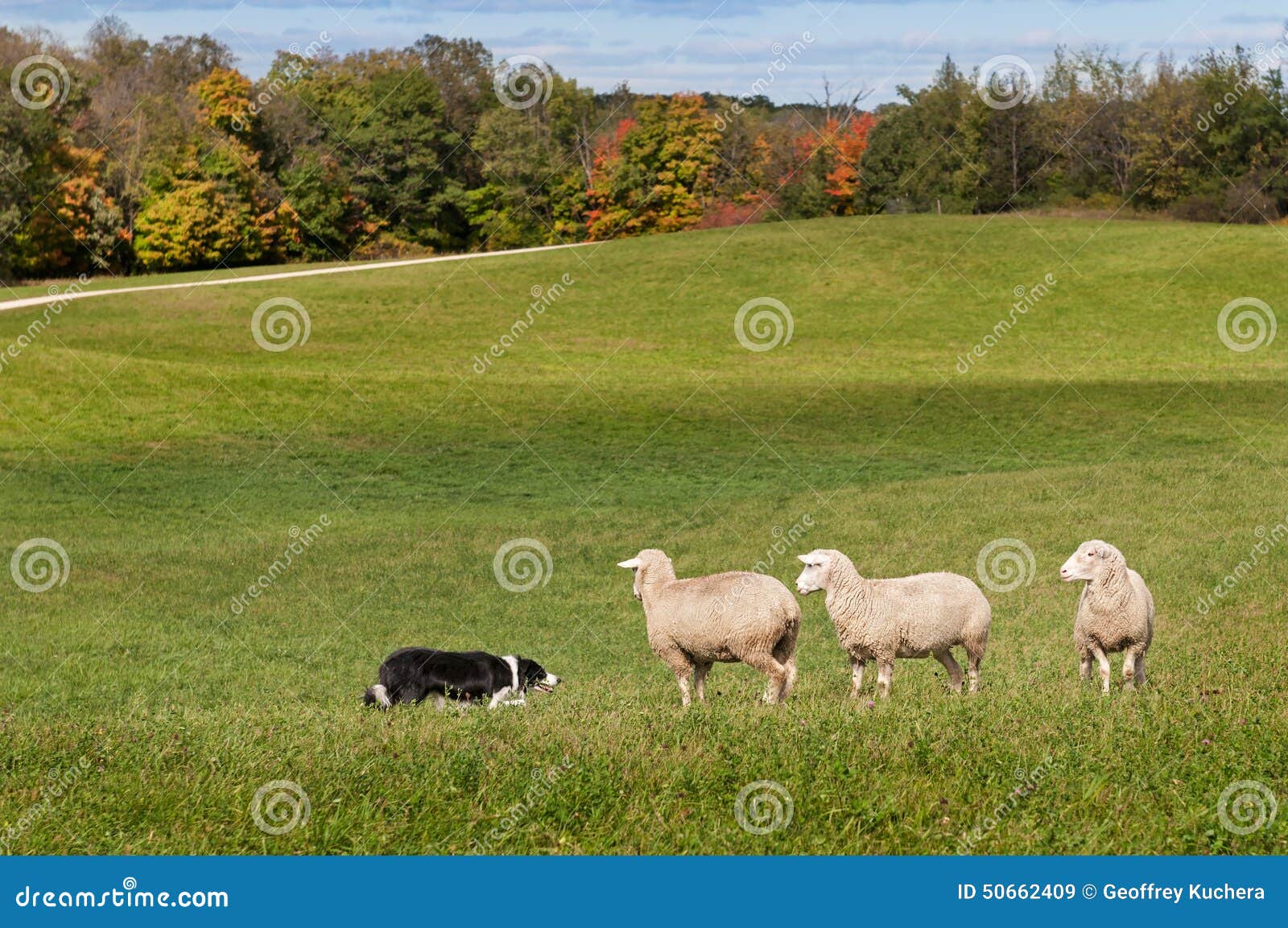 stock dog (border collie) and sheep (ovis aries) standoff