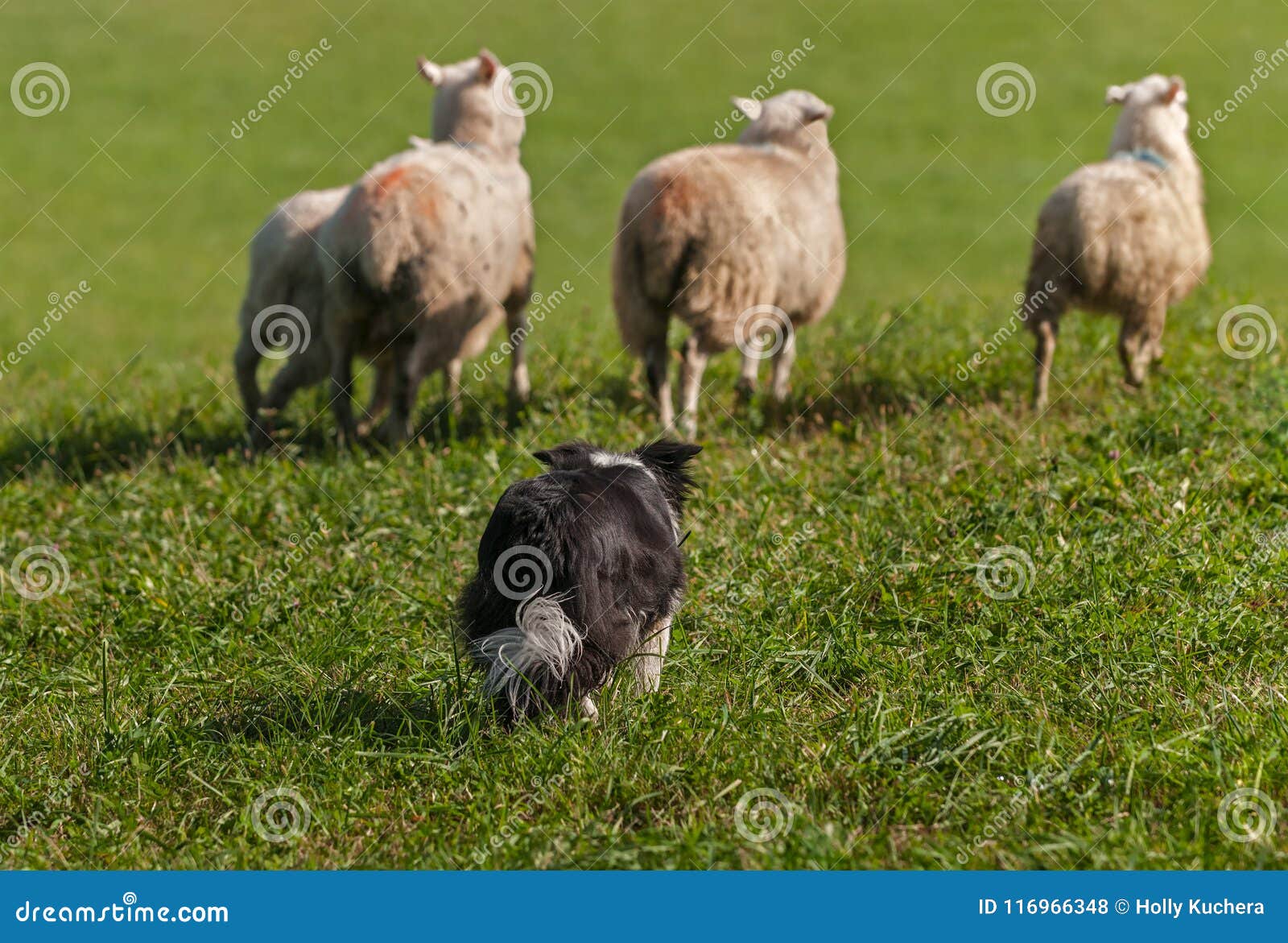 stock dog moves group of sheep ovis aries out into field