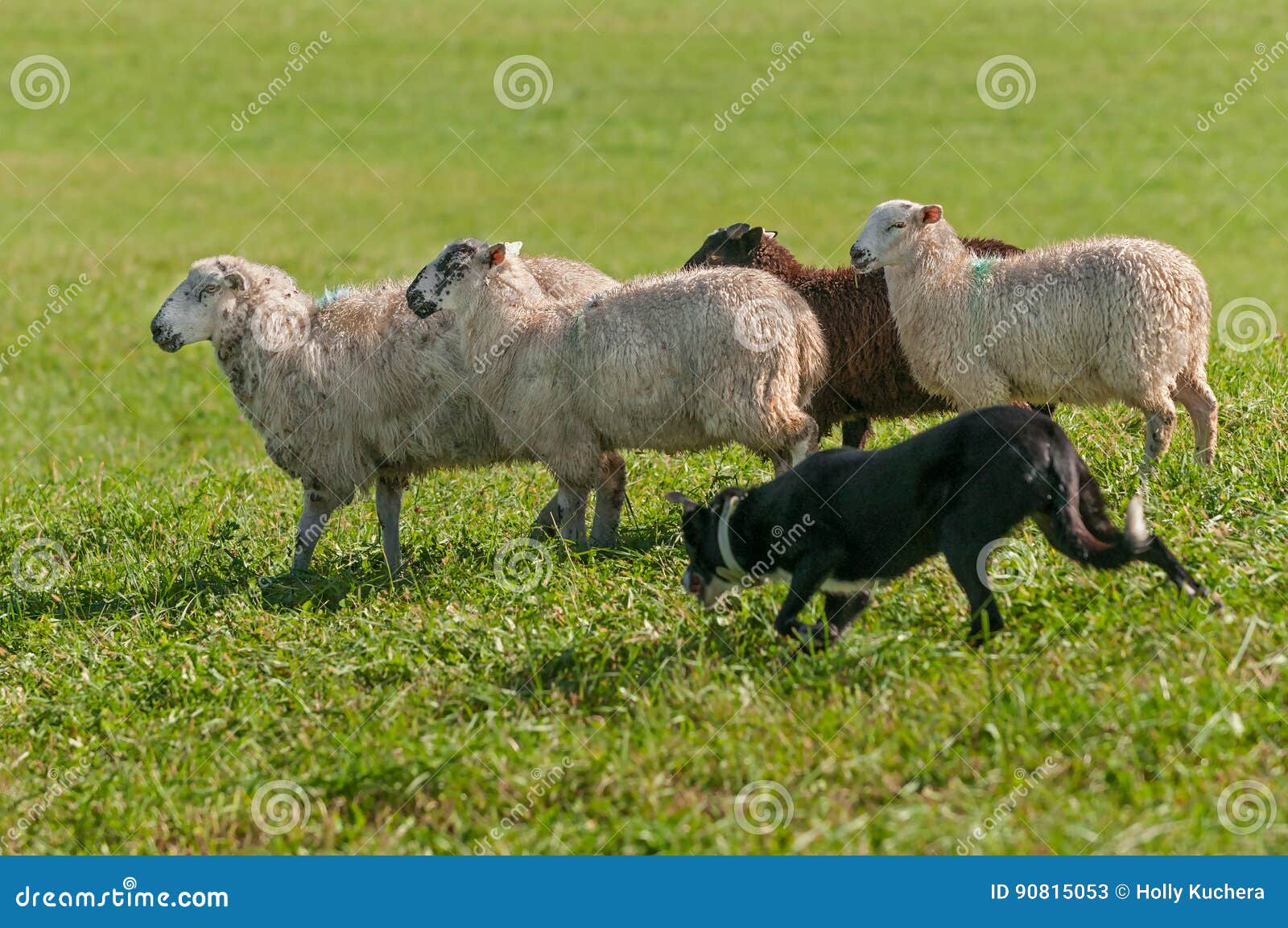 stock dog runs with group of sheep ovis aries