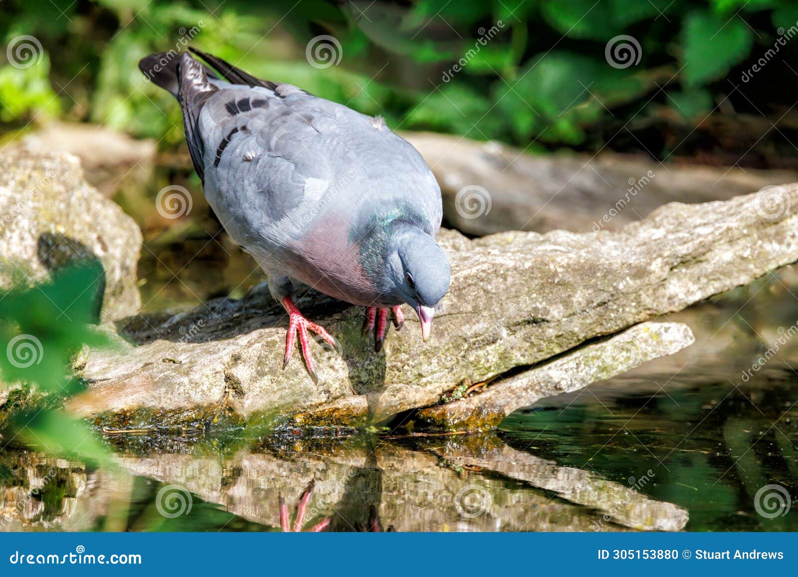 stock dove - columba oenas having a drink.