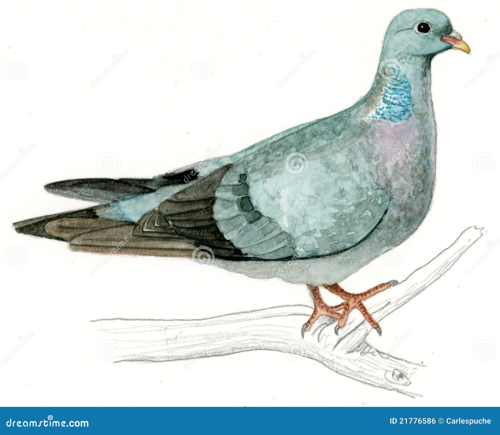 stock dove or stock pigeon (columba oenas)